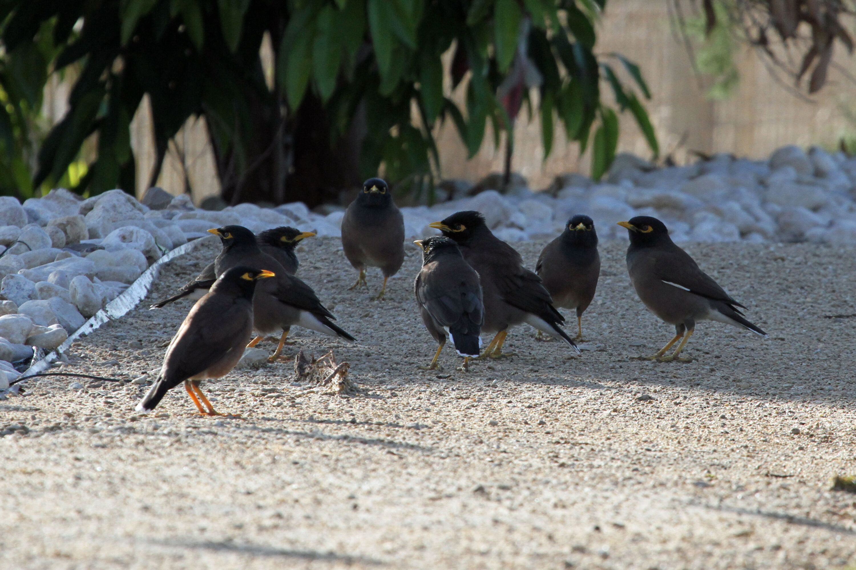 Group of common mynas perched together in Israel