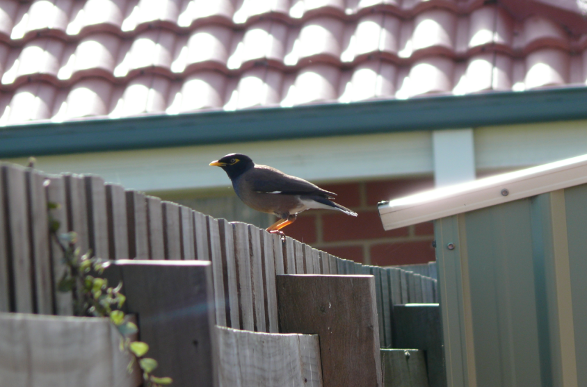 Common myna in suburban Melbourne, Australia