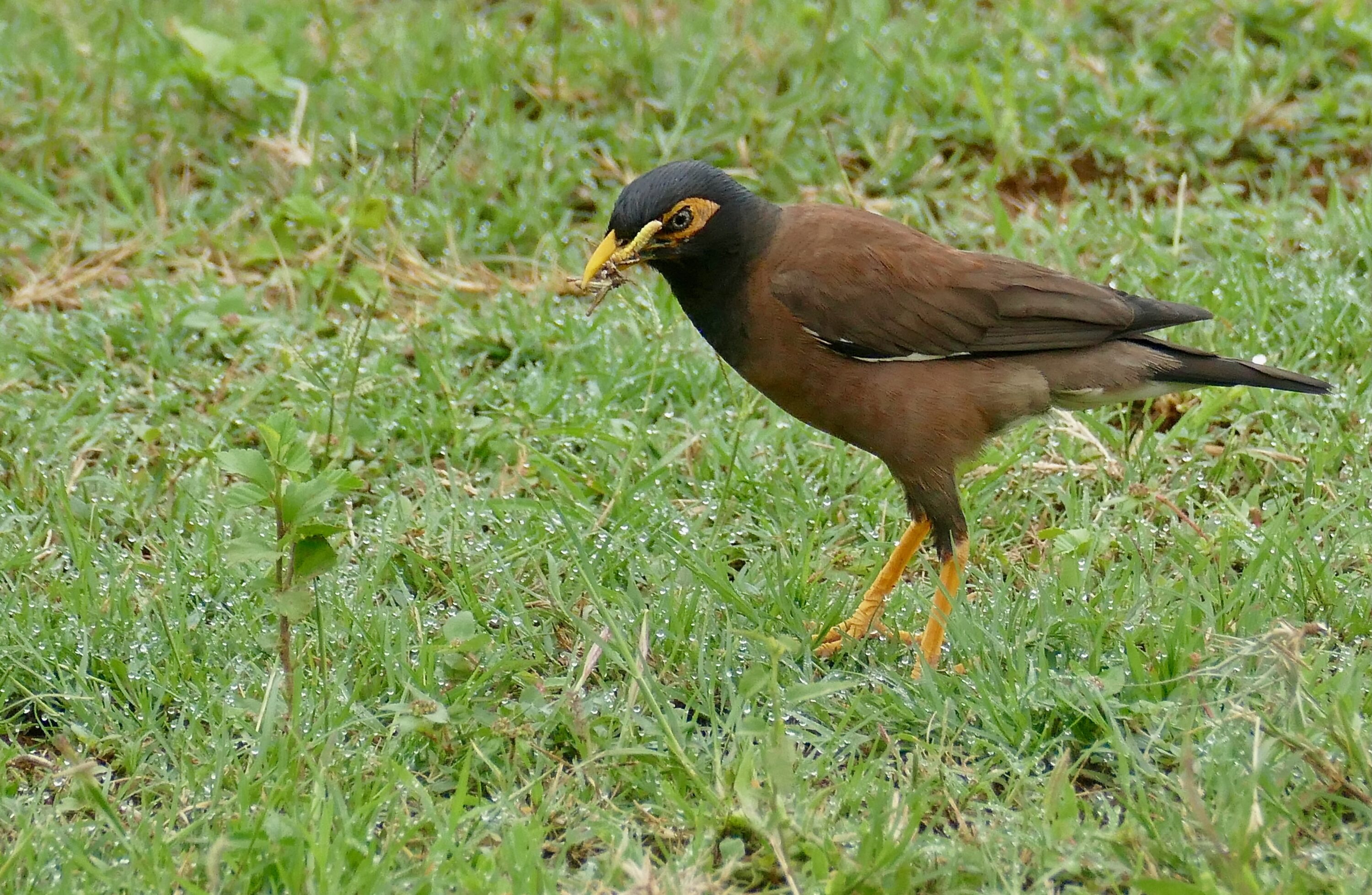 Common myna in grass in South Africa