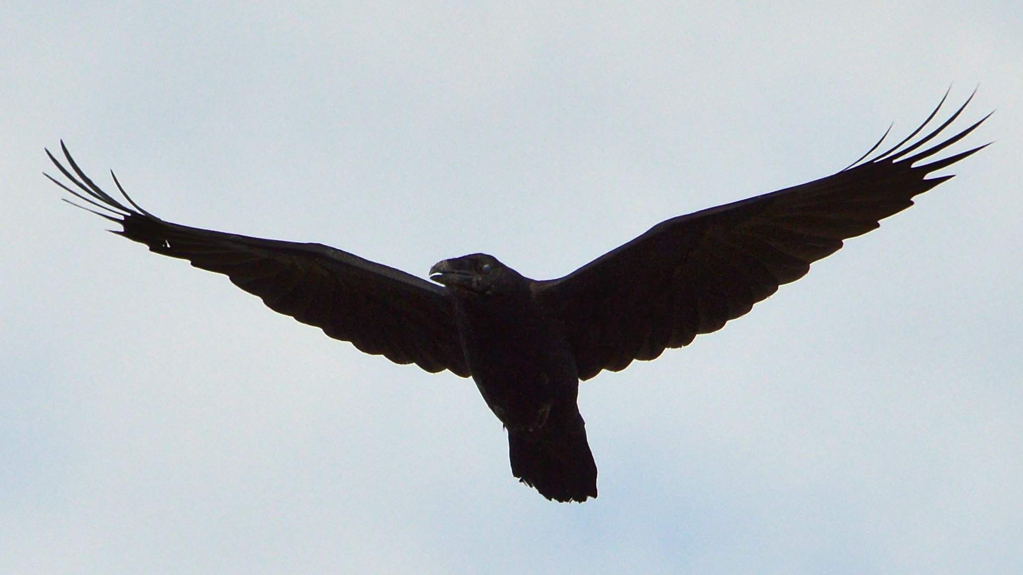 Common raven on Utsira, Norway