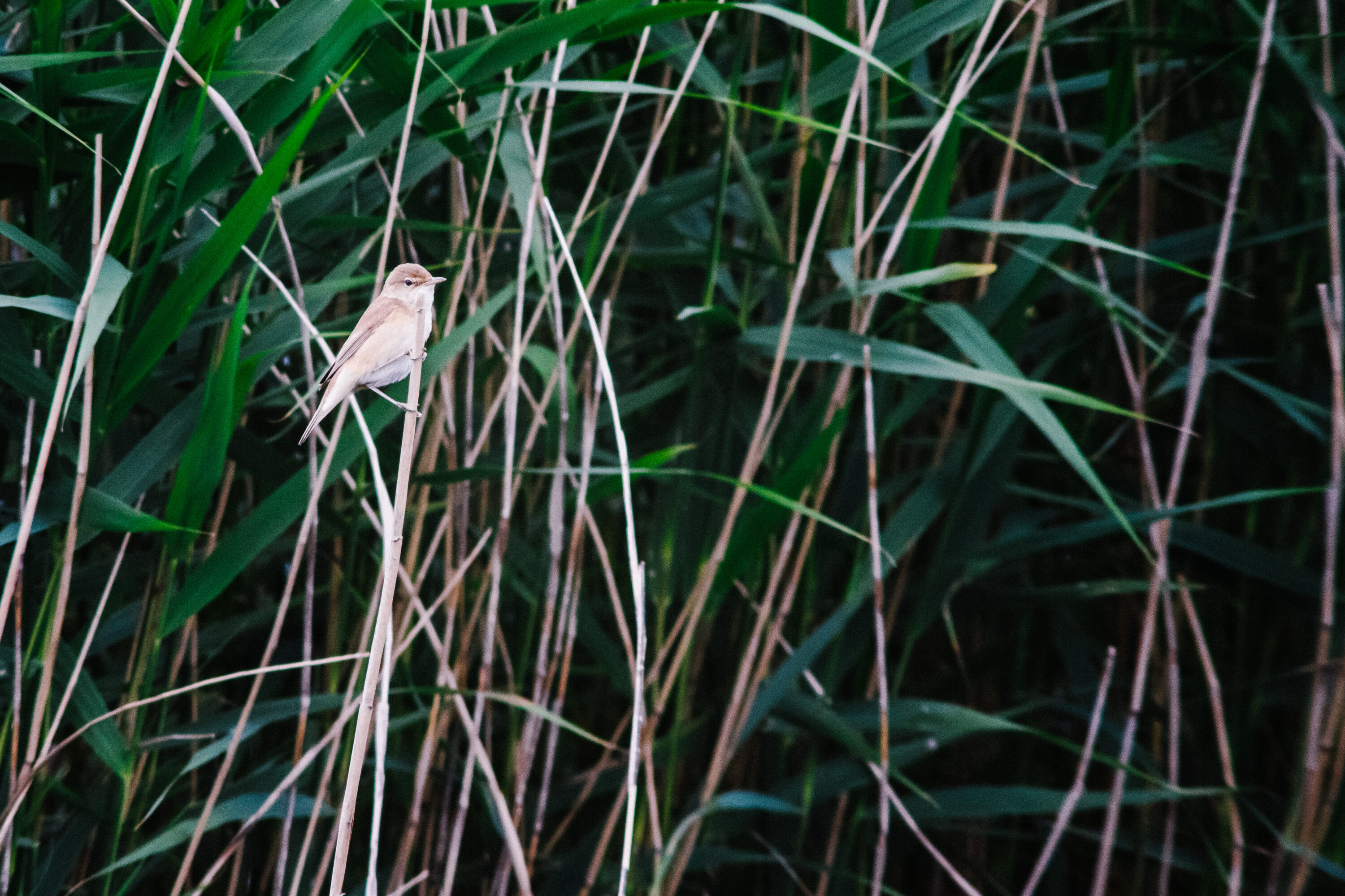 Common Reed Warbler perched on reeds at RSPB Saltholme