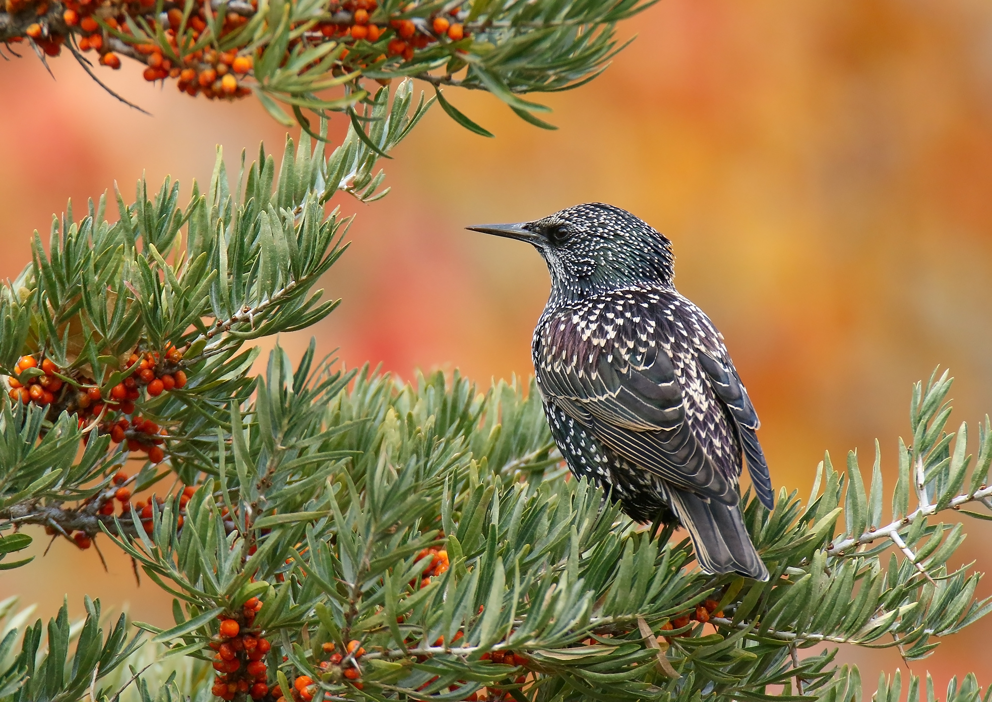 Common starling (Sturnus vulgaris) perched in vegetation in spotted plumage