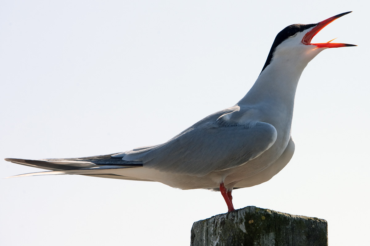 Common tern calling with its beak open