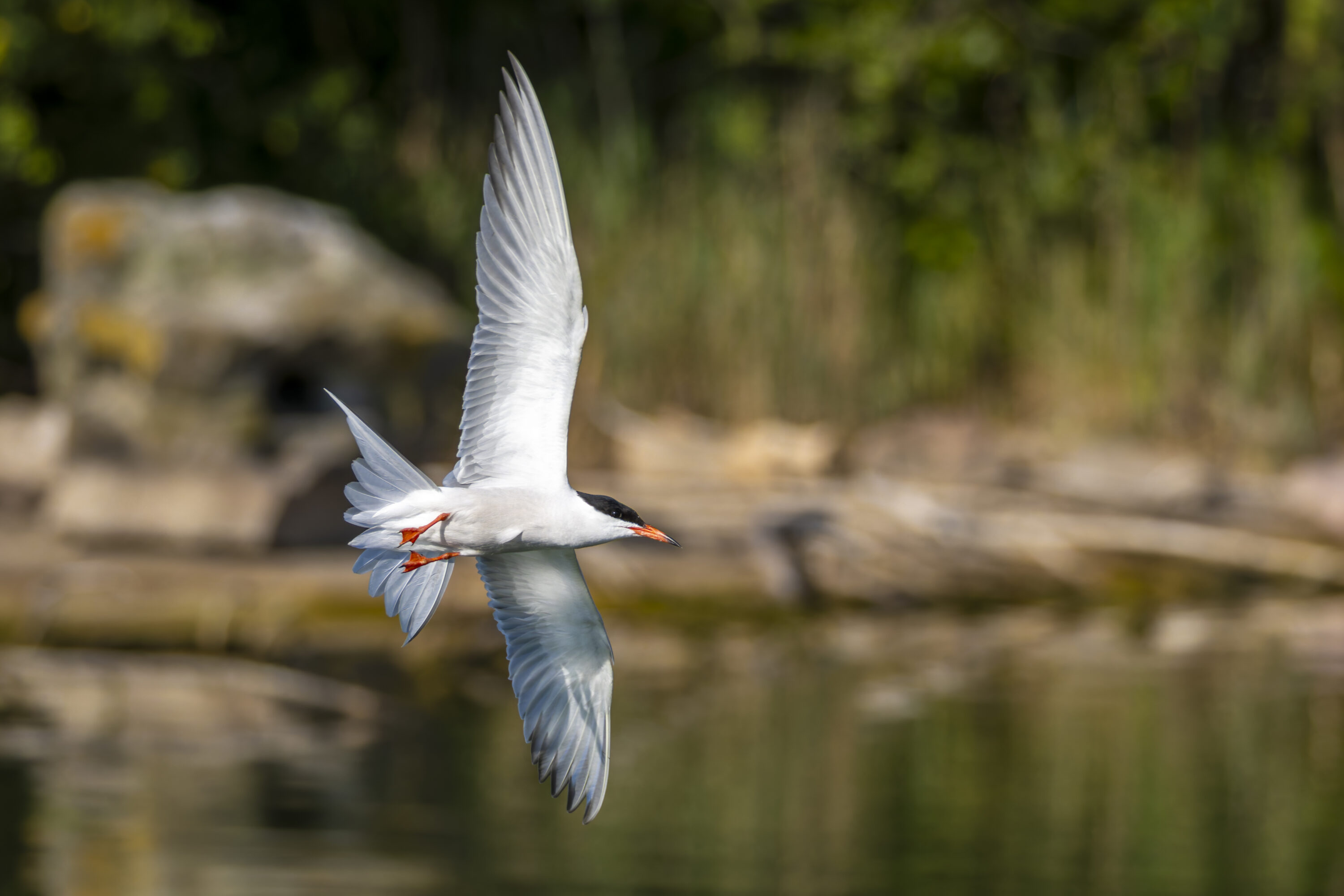 Common tern flying low over water