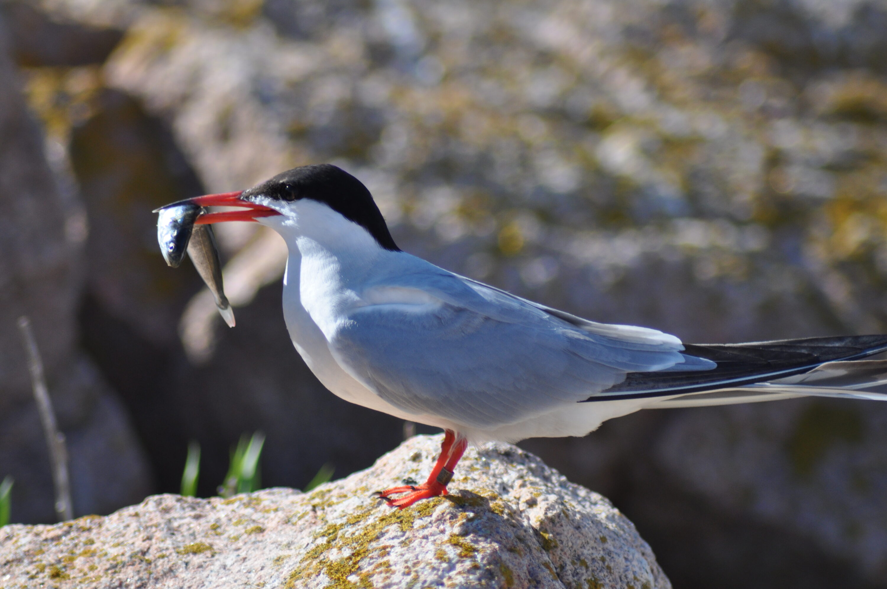 Common tern holding a fish on Petit Manan Island, Maine