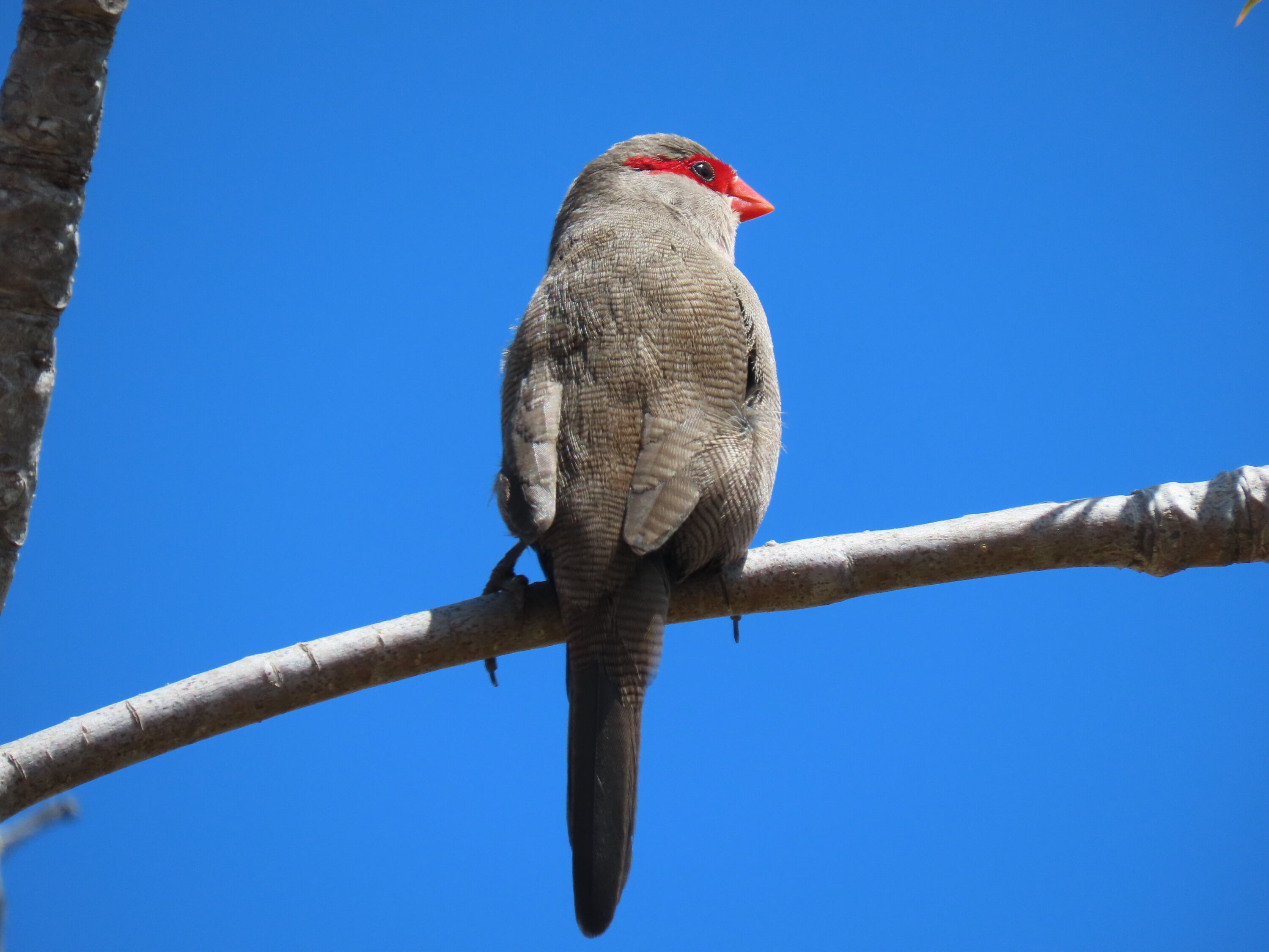Common Waxbill perched on a branch