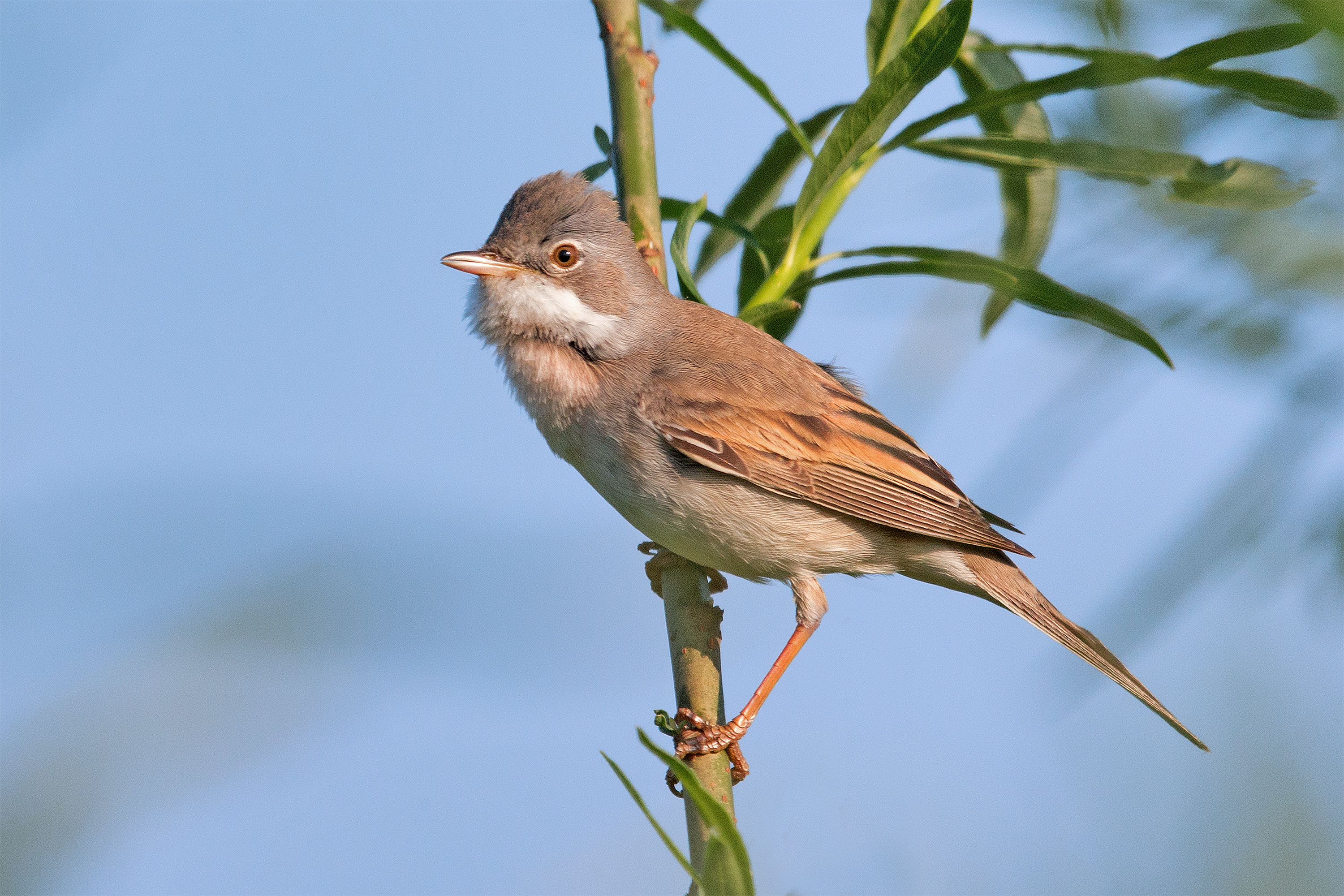 Common Whitethroat in Niederweimar, Germany