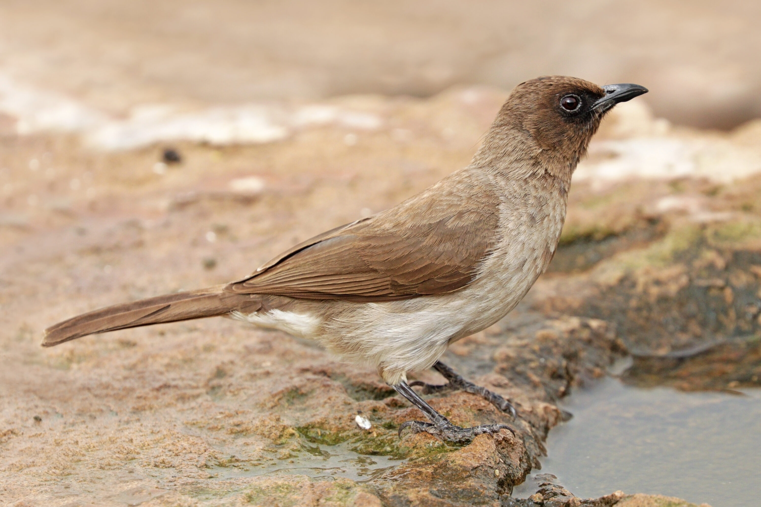 Common Bulbul perched in Souss-Massa National Park, Morocco