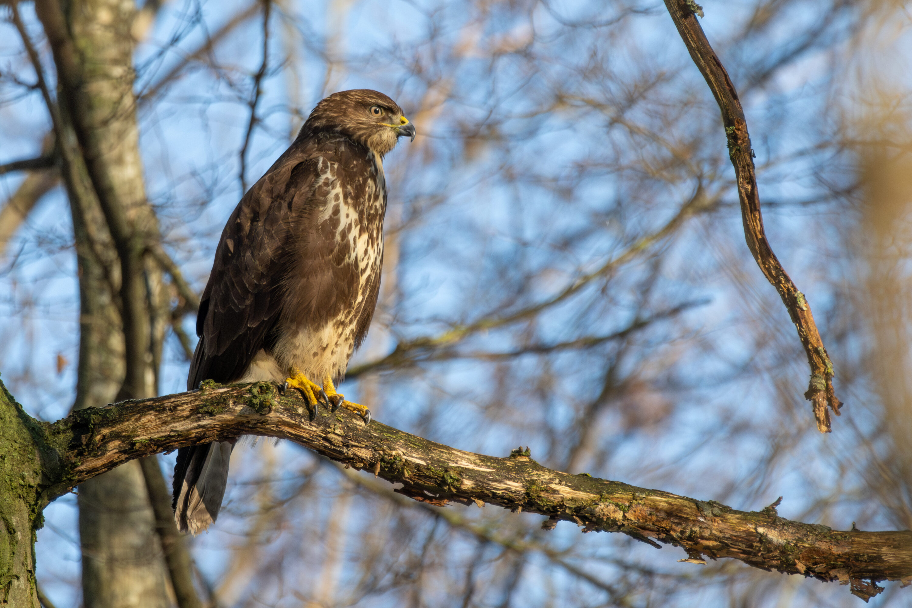 Common buzzard perched on a tree in Franconville, France