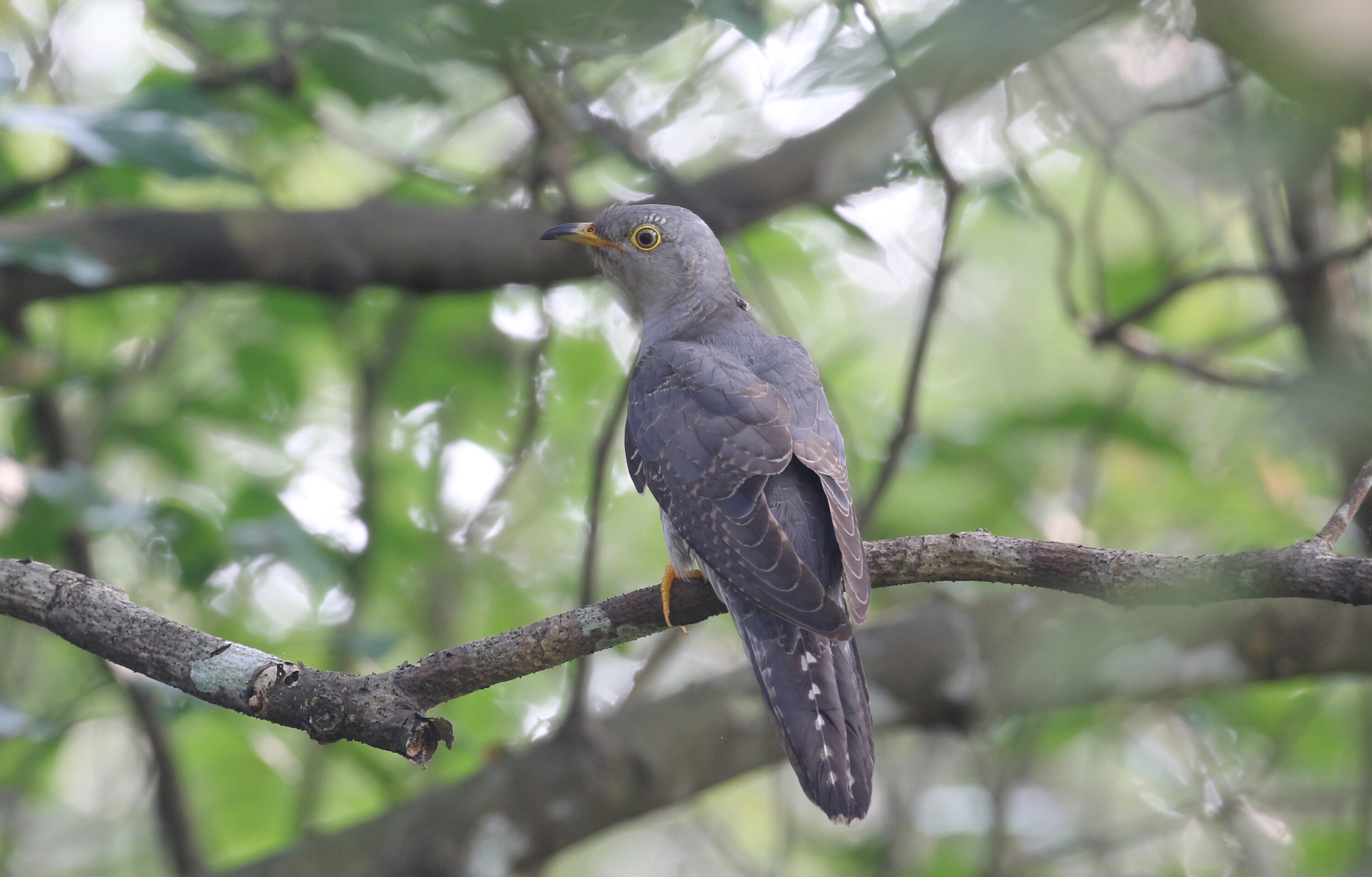Common cuckoo perched on a branch in Koottanad, Kerala, India