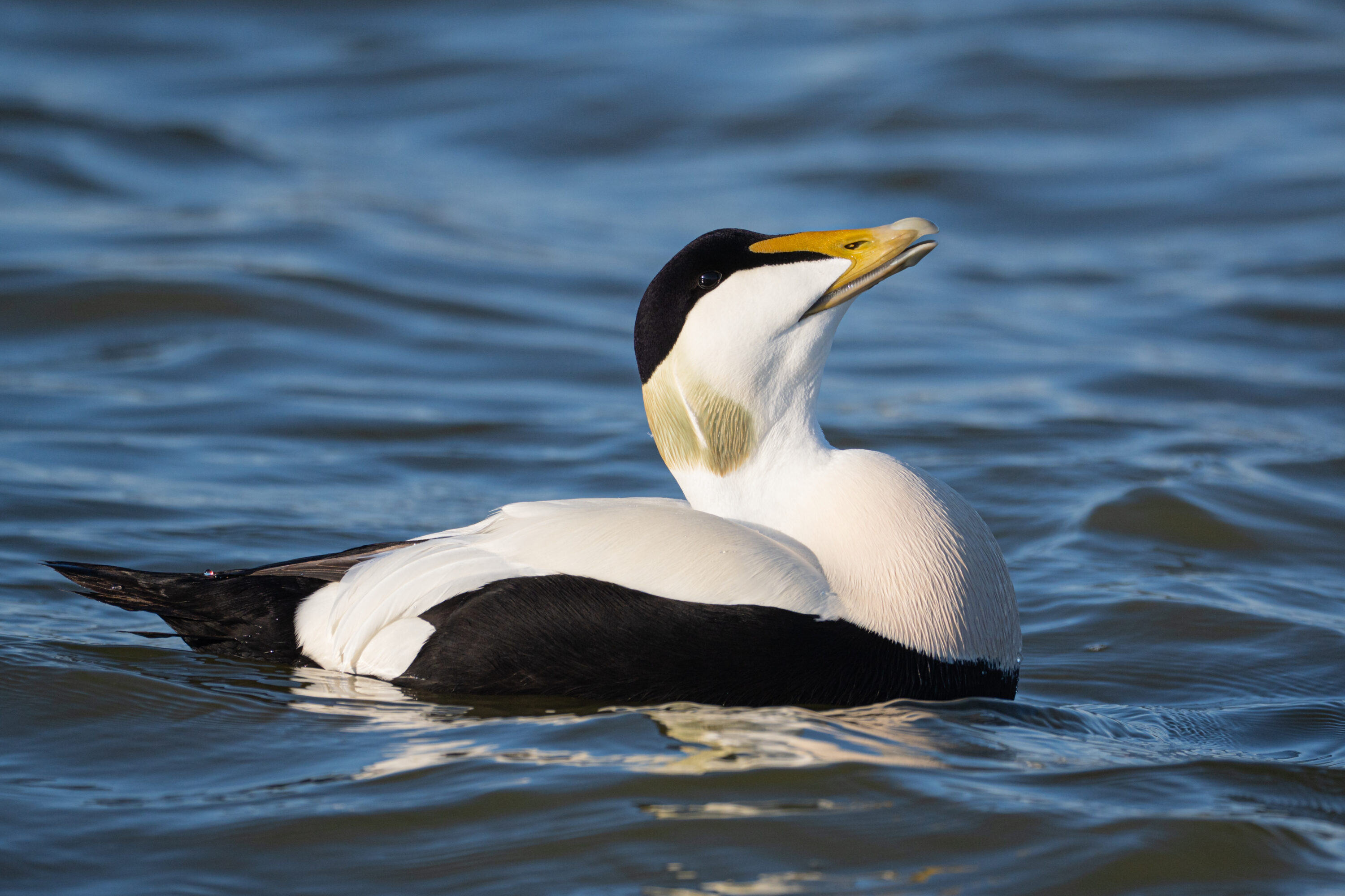 Male common eider swimming in Iceland