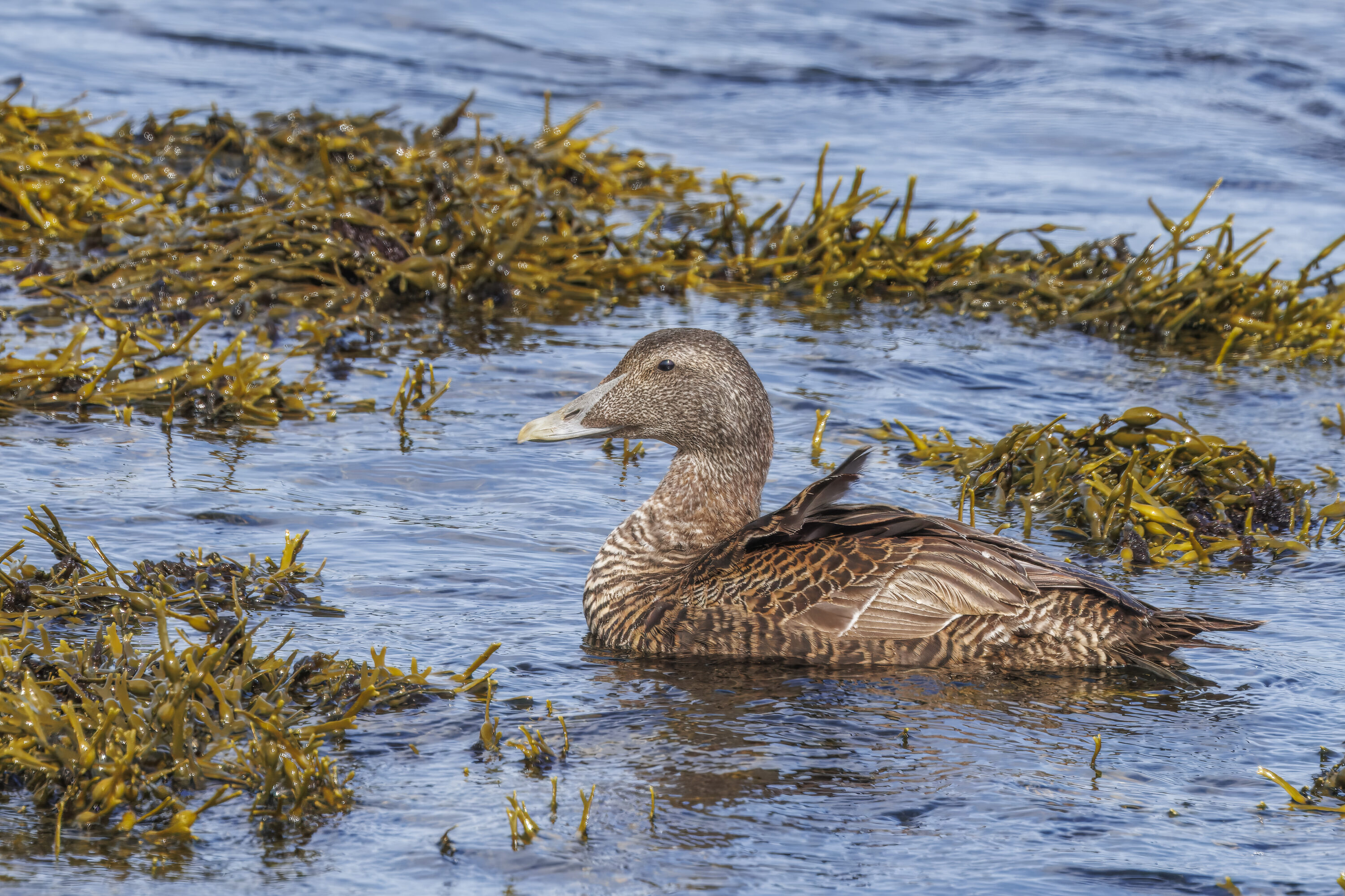 Female common eider of the borealis subspecies