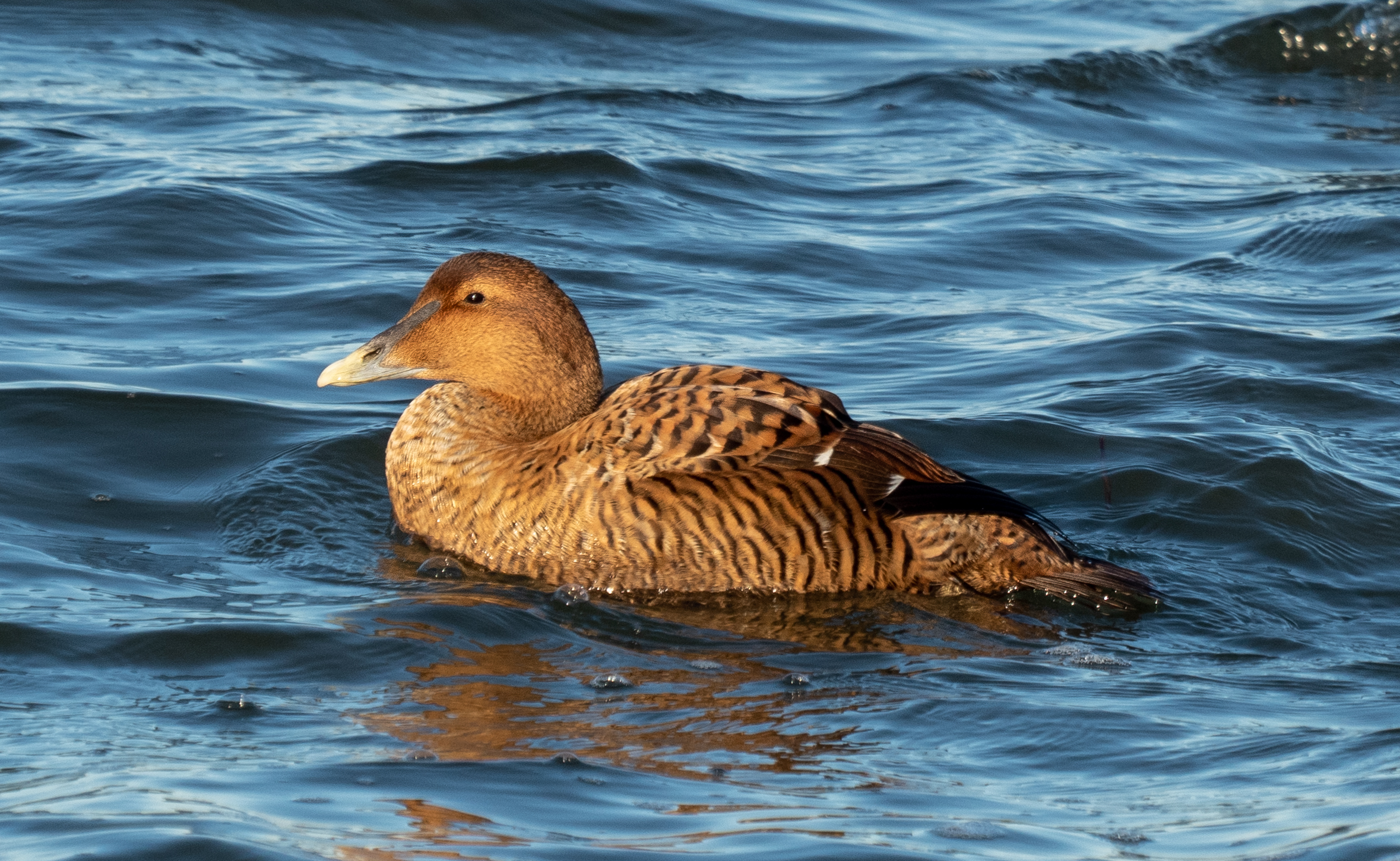 Female common eider swimming at Jones Beach, New York