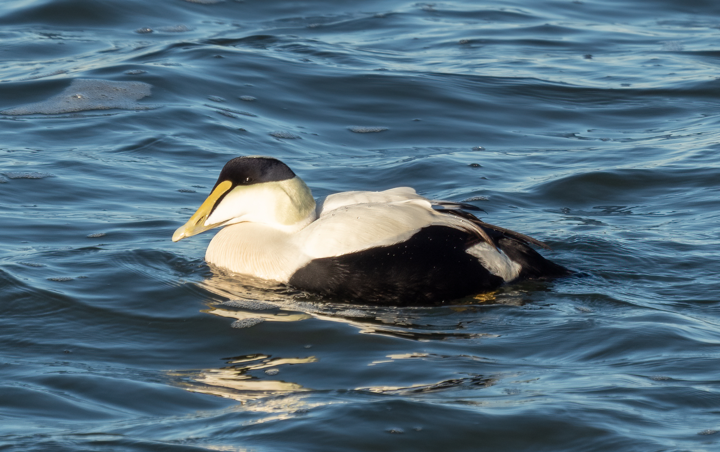 Male common eider swimming in blue water at Jones Beach, New York