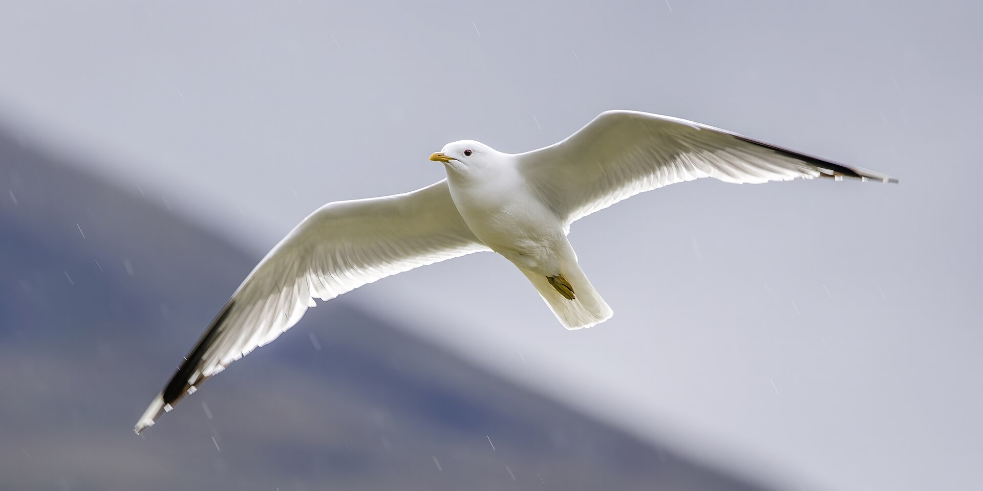 Adult common gull in breeding plumage flying over Oppdal, Norway