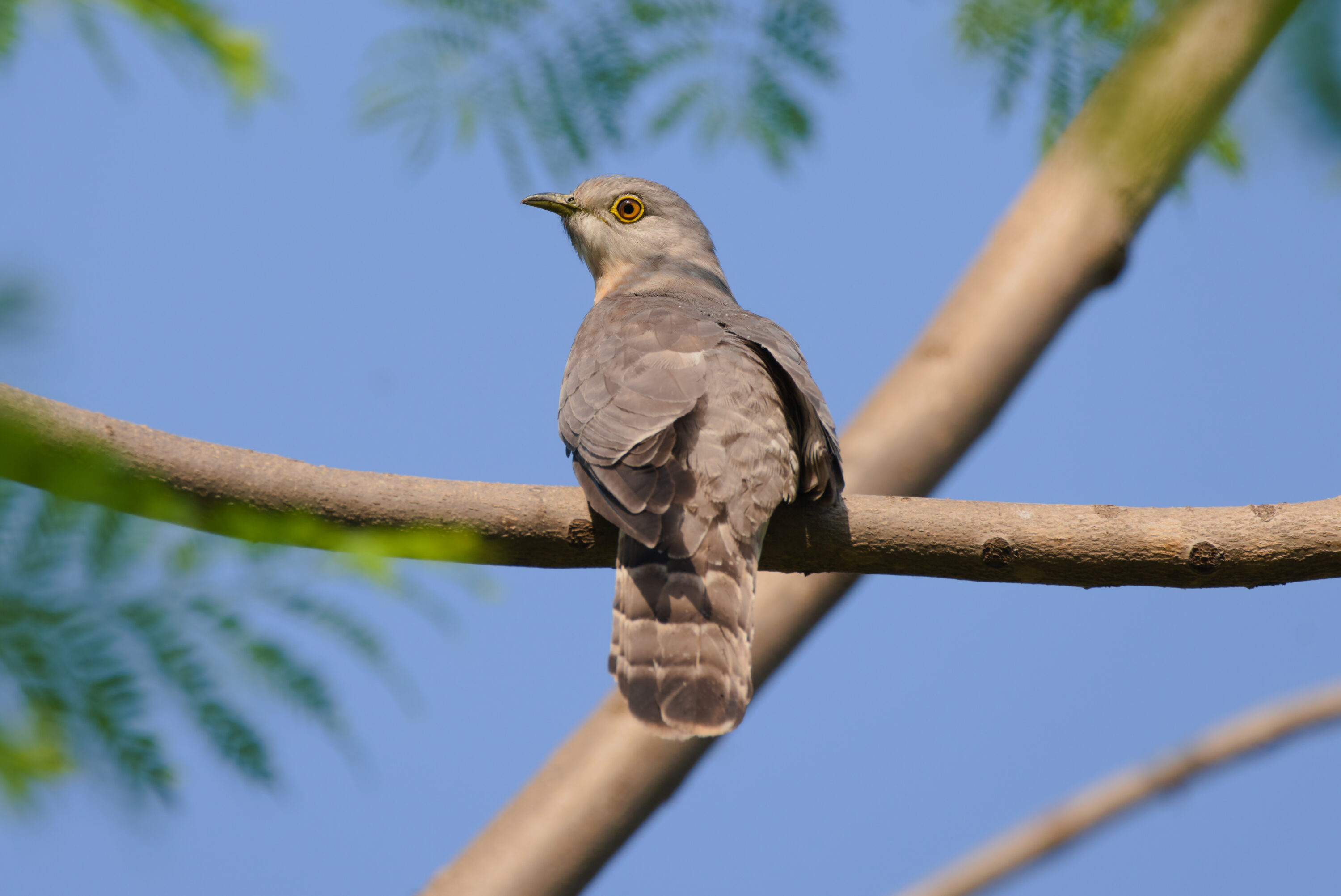 Common hawk-cuckoo perched on a branch in Dehradun, India