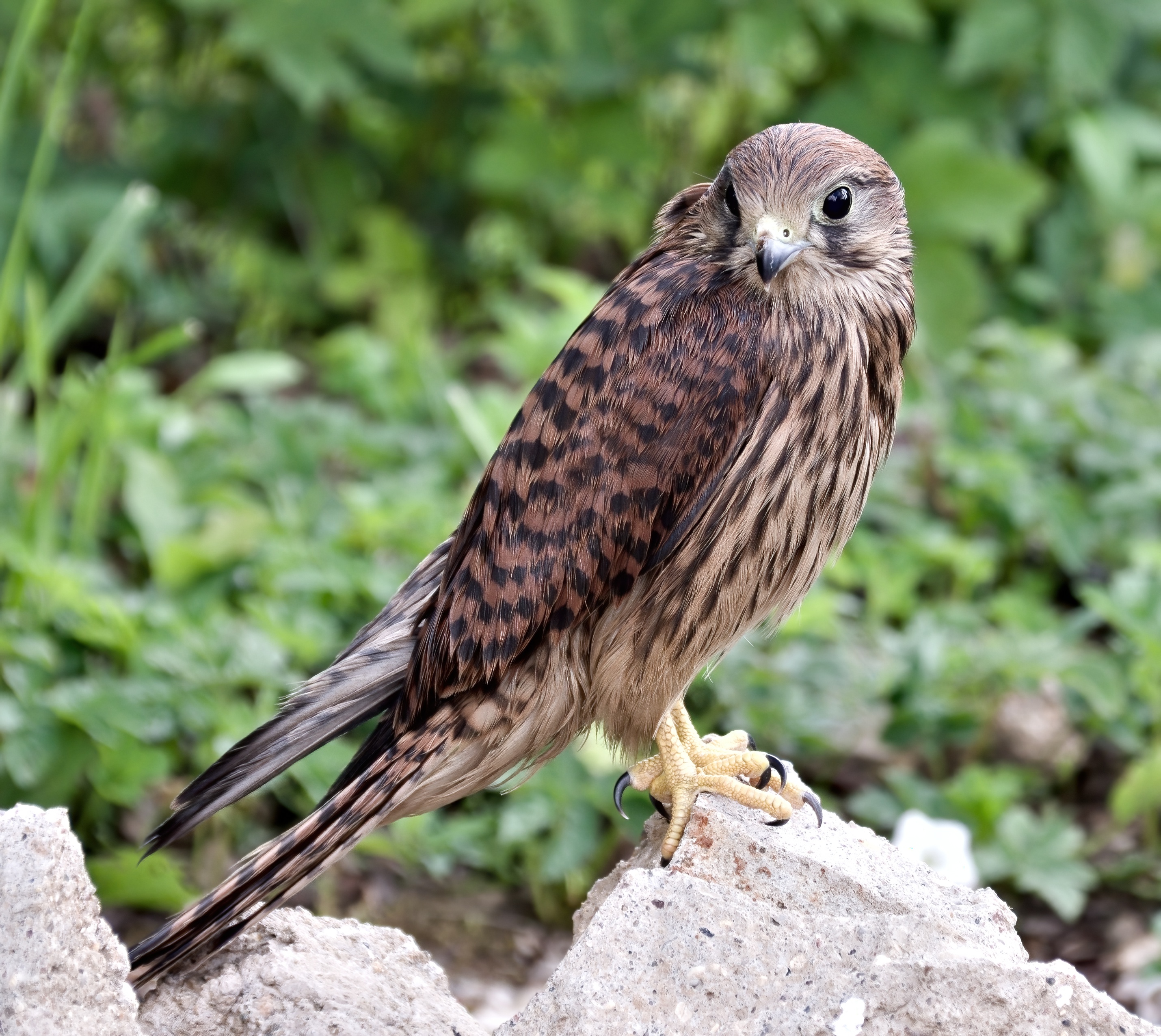 Female common kestrel perched on a rock near Yakhroma, Russia