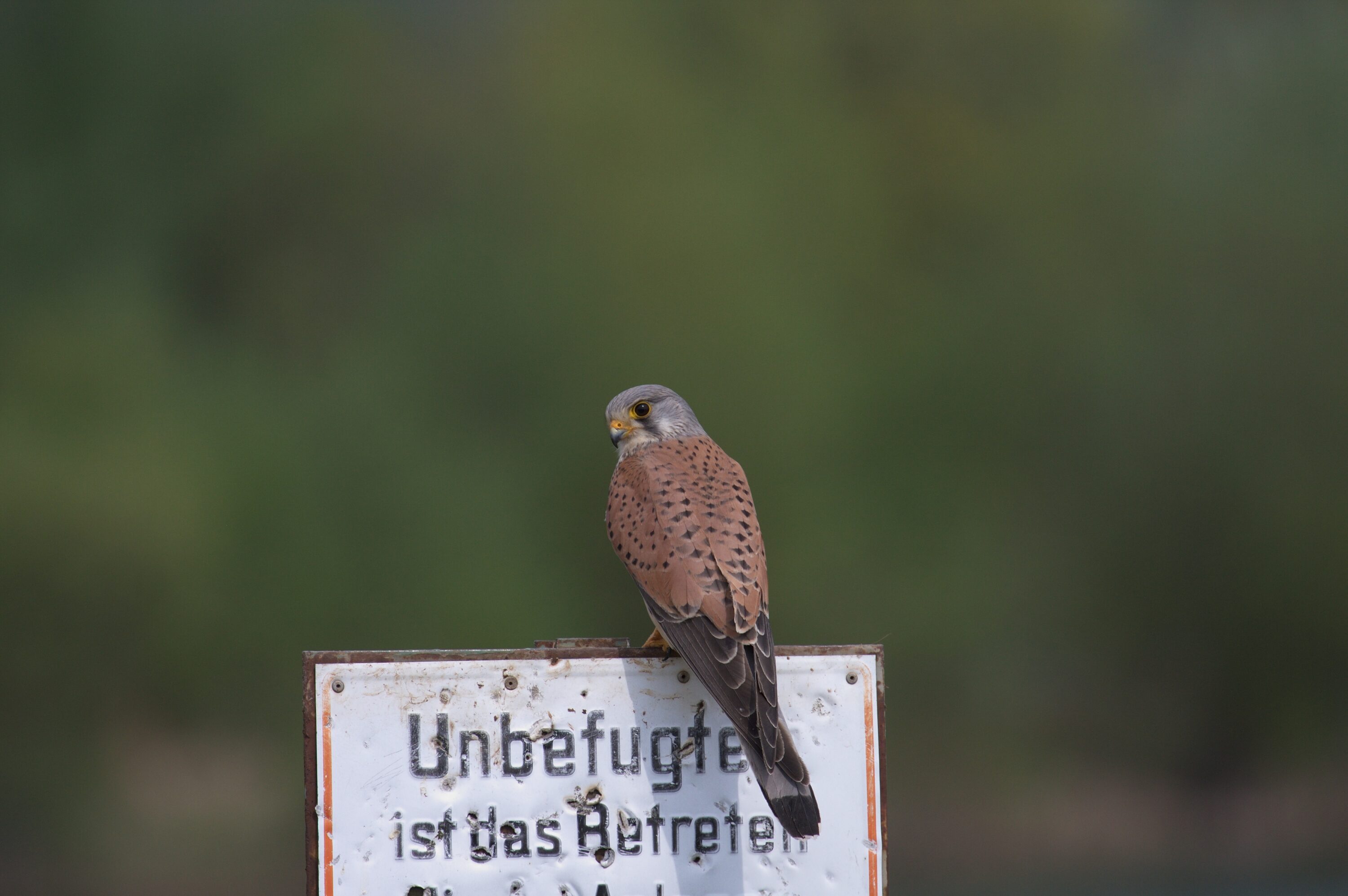 Common kestrel perched on a sign