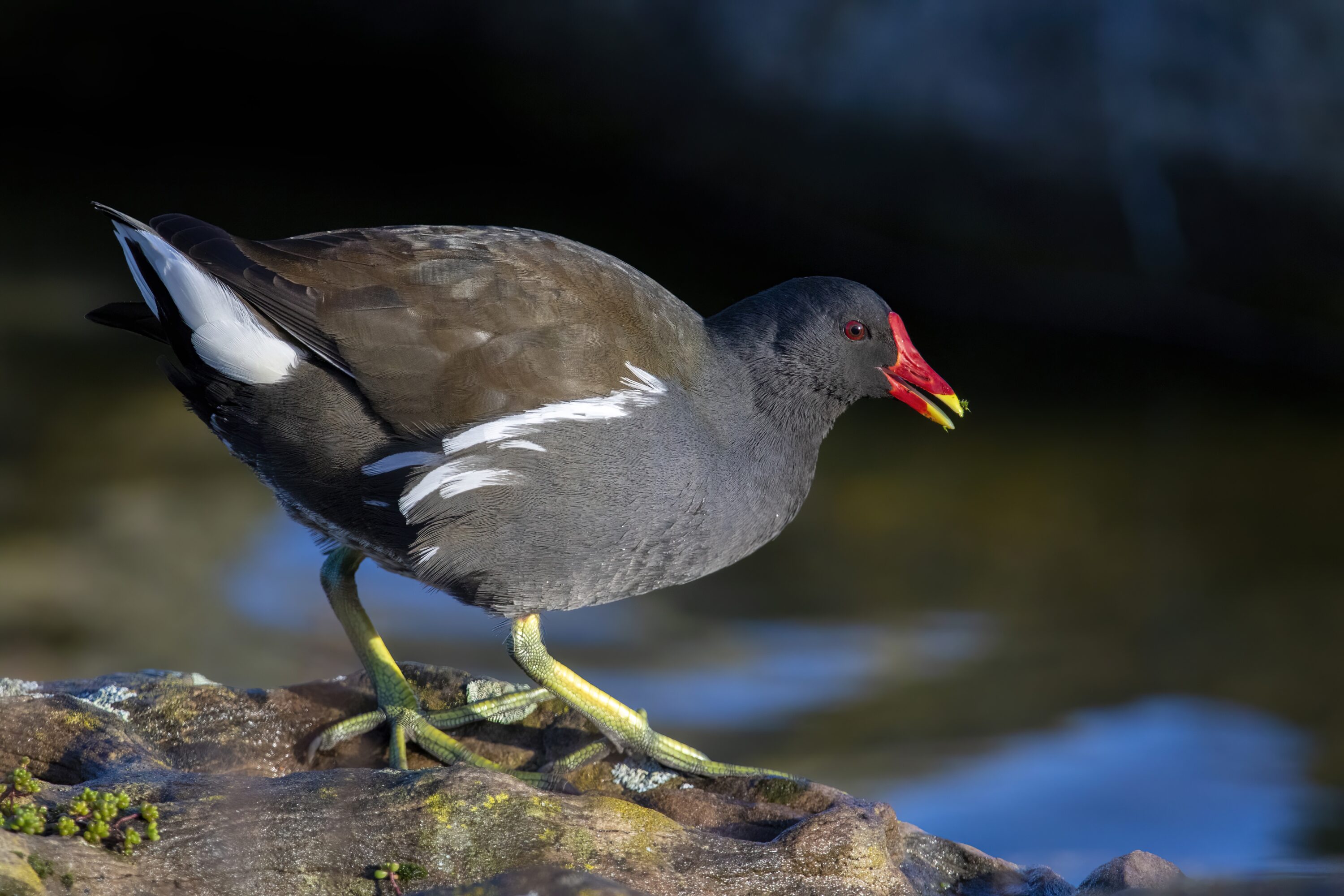 Wild common moorhen foraging on a rock