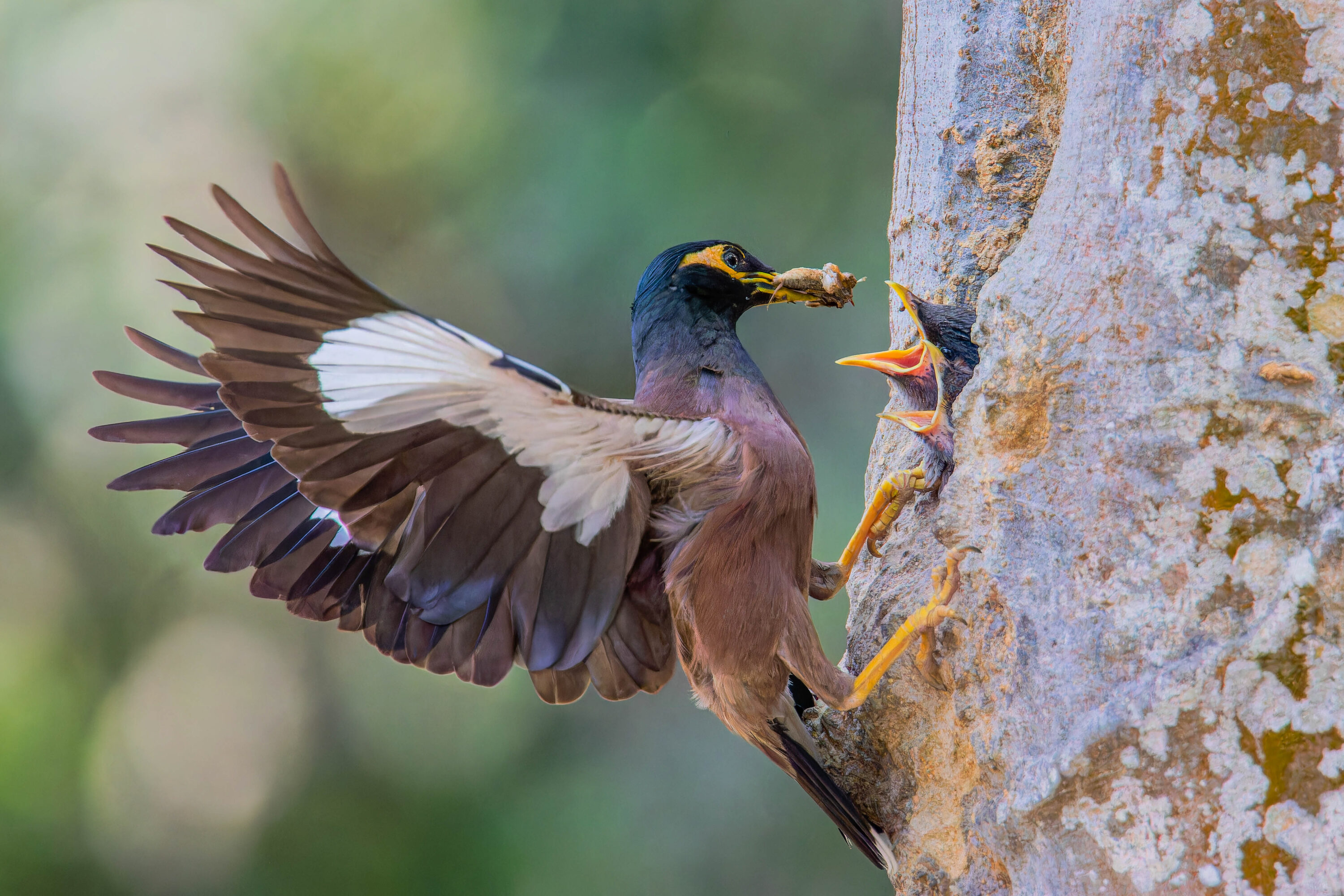 Adult common myna bringing food to a nestling at a tree cavity