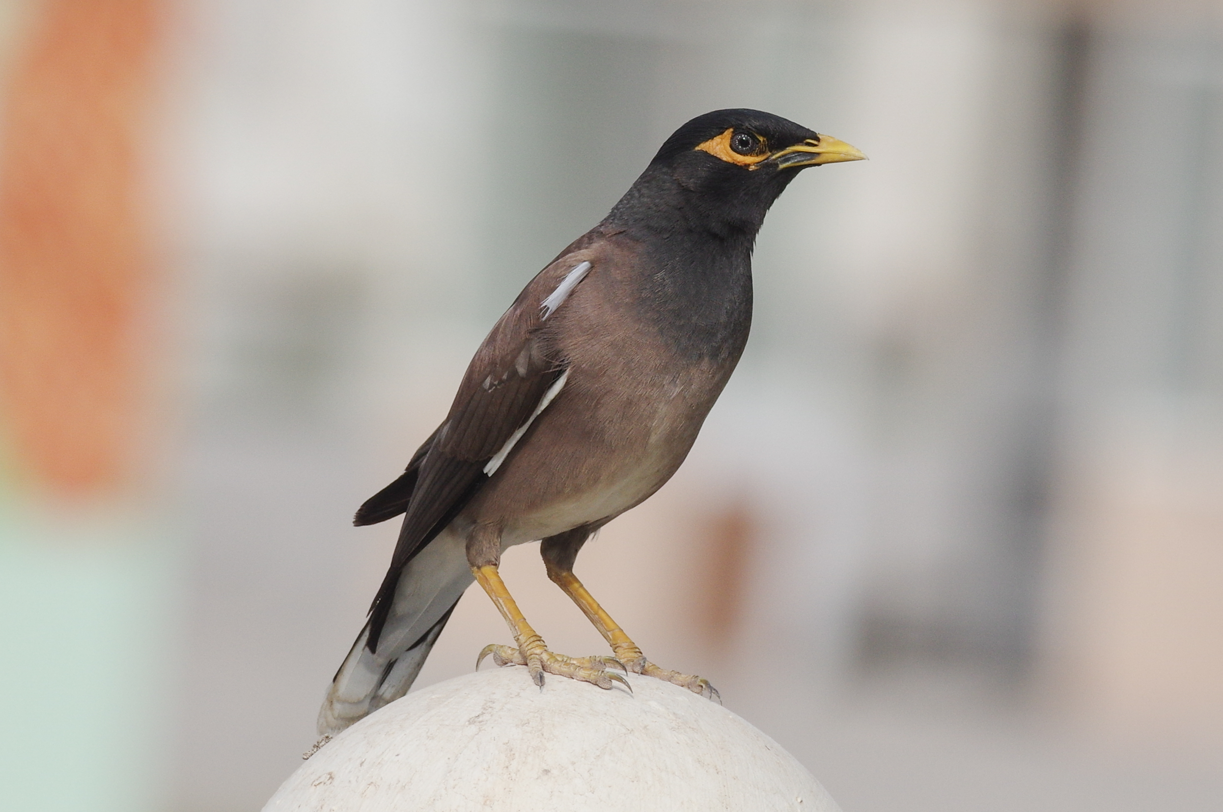Common myna photographed in Salalah, Oman