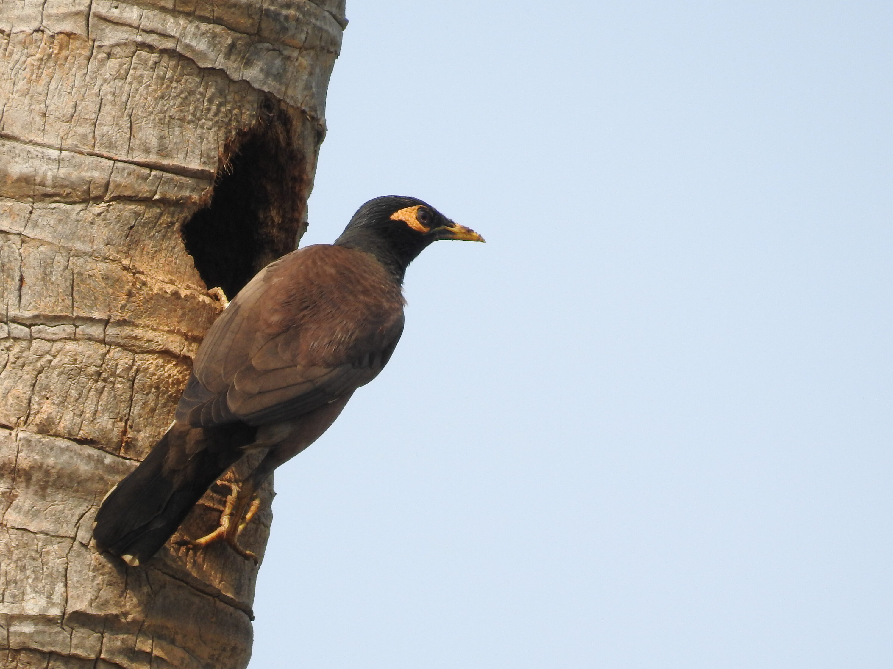Common myna beside a nest cavity in a palm trunk
