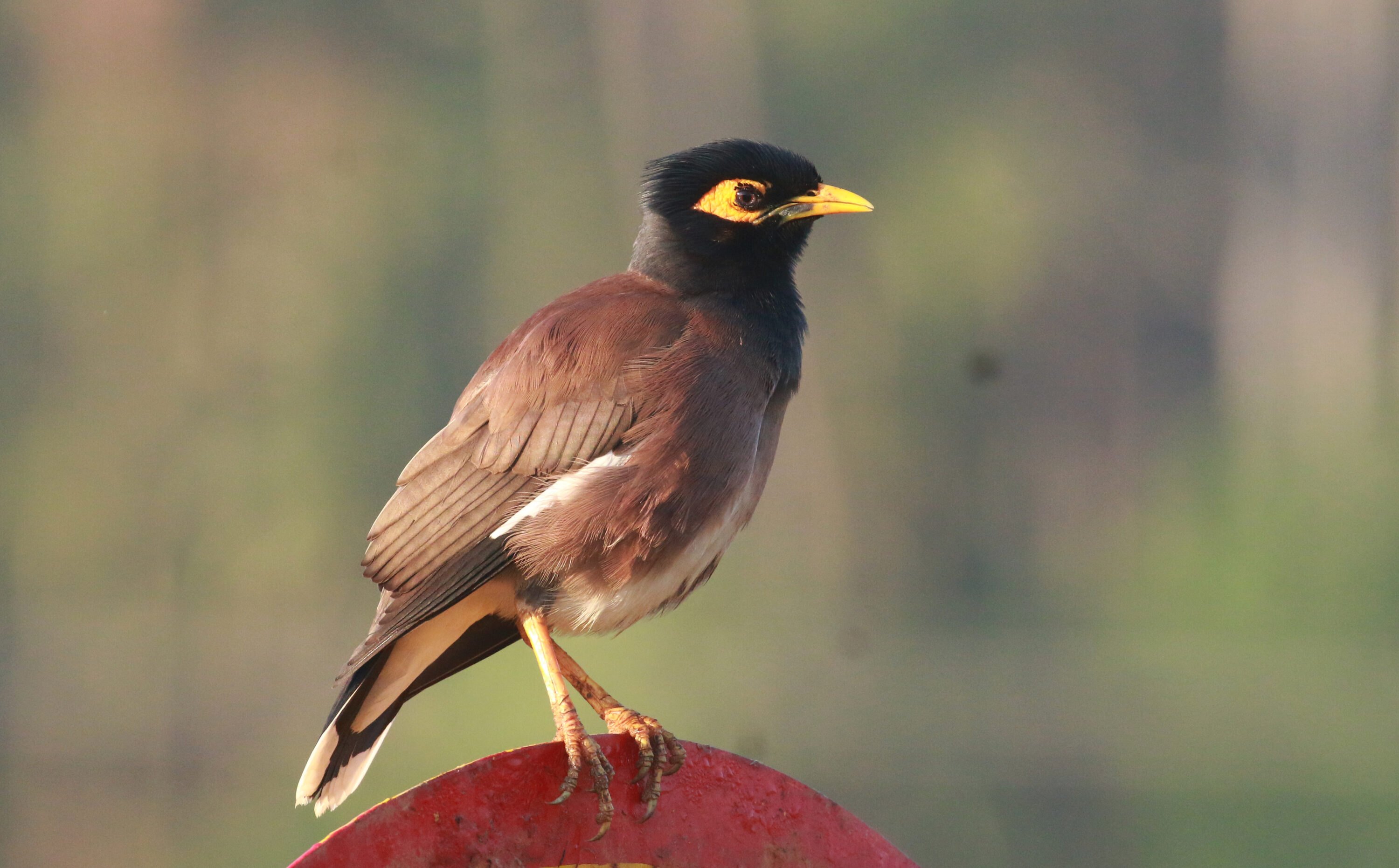 Common myna perched in profile