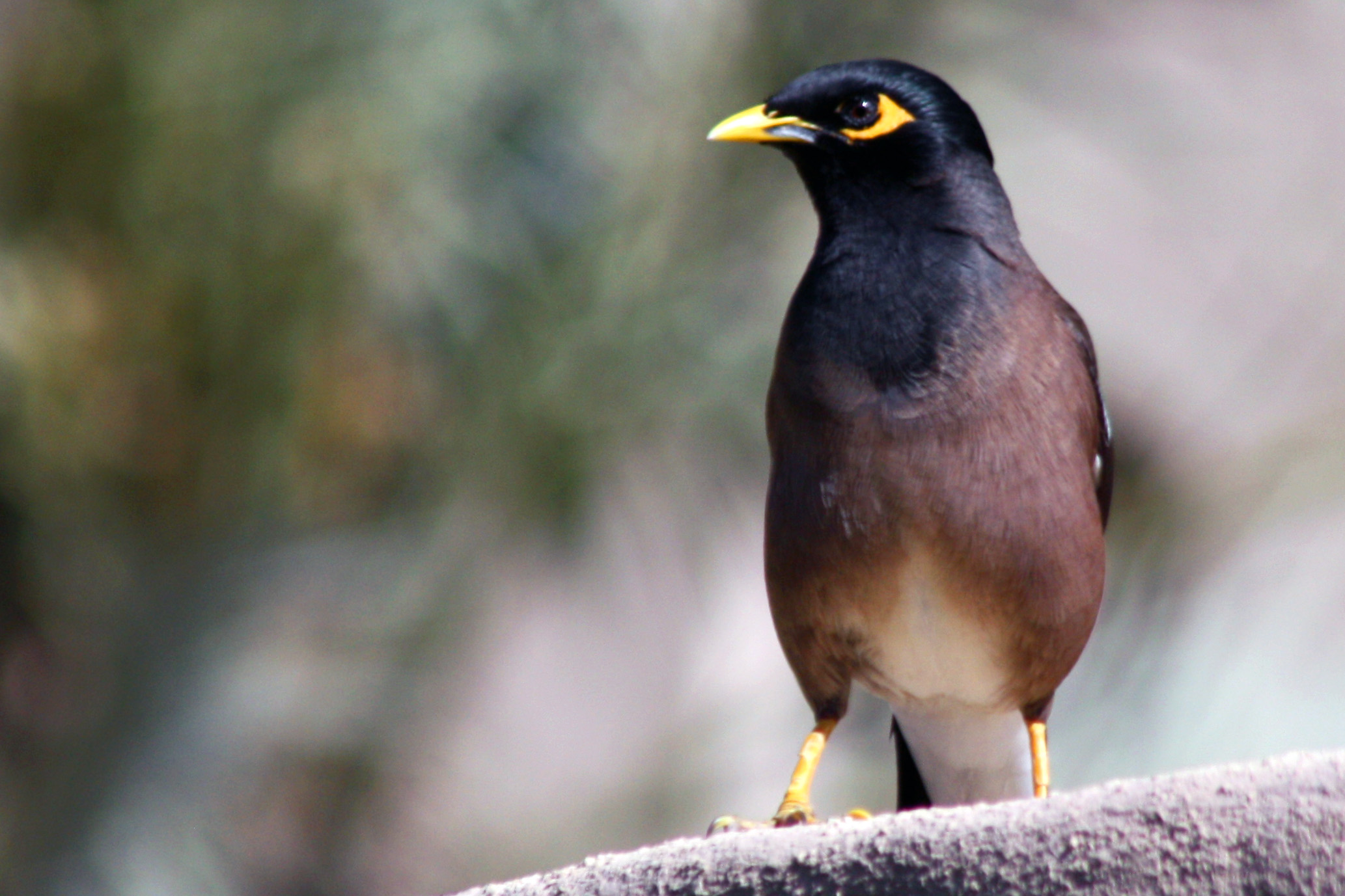 Common myna at Zhighy Bay, Musandam Peninsula, Oman