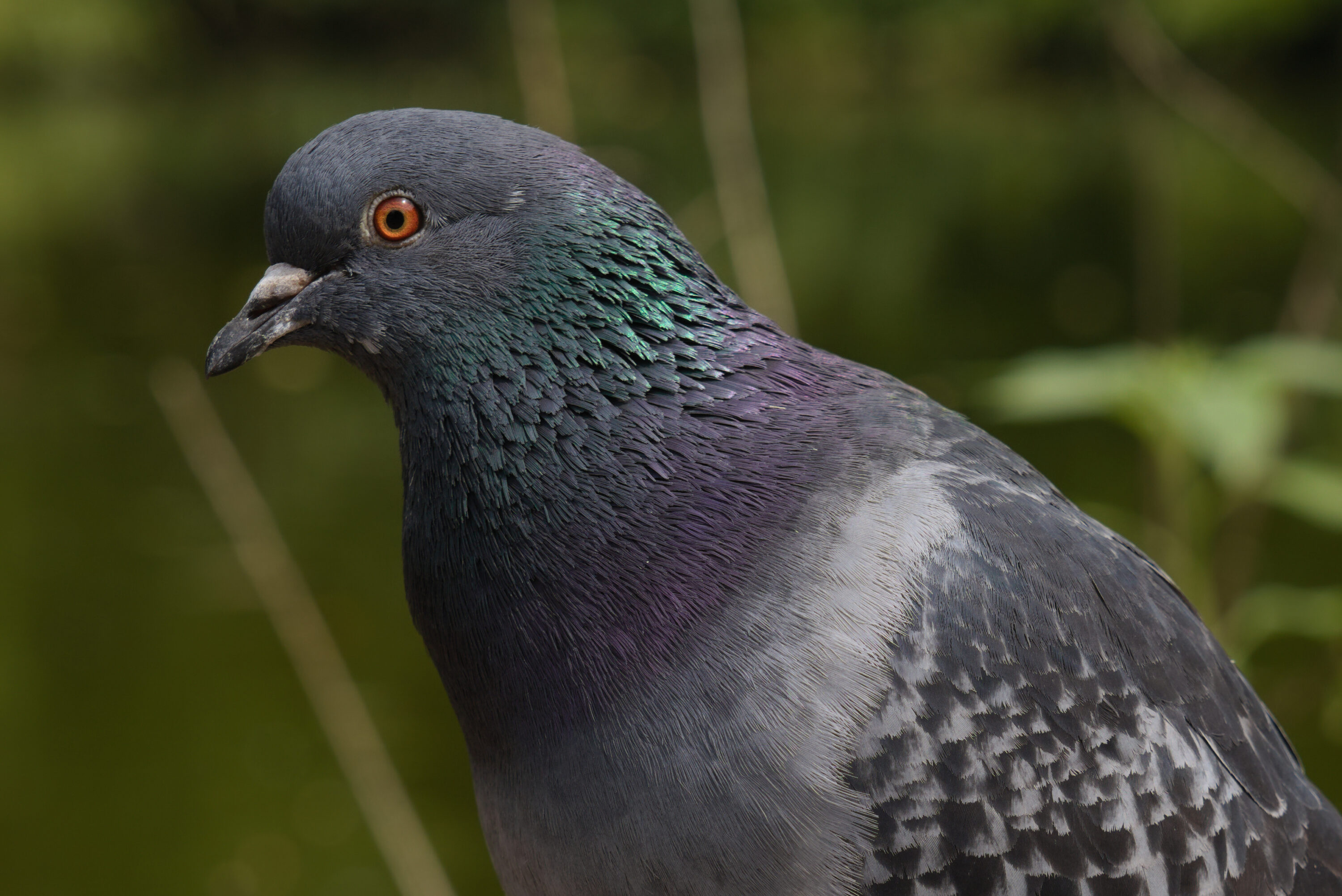 Rock dove in profile at Waterlow Park, London