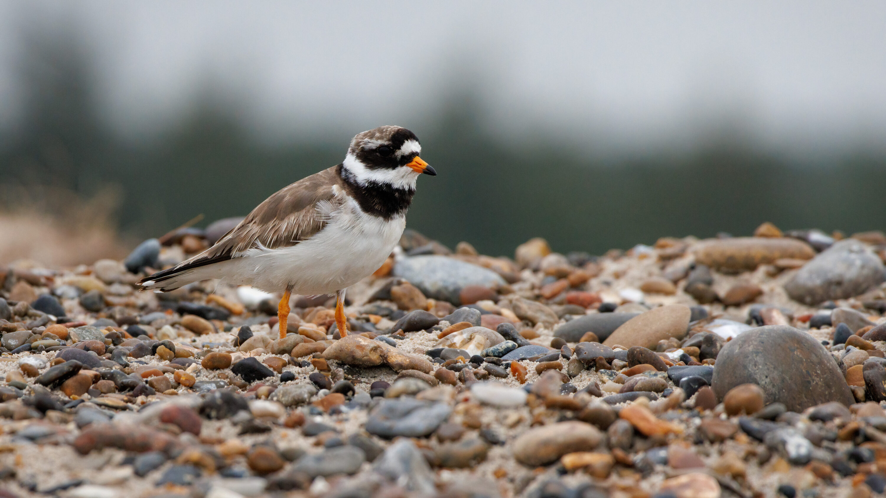 Common Ringed Plover standing on a shingle beach