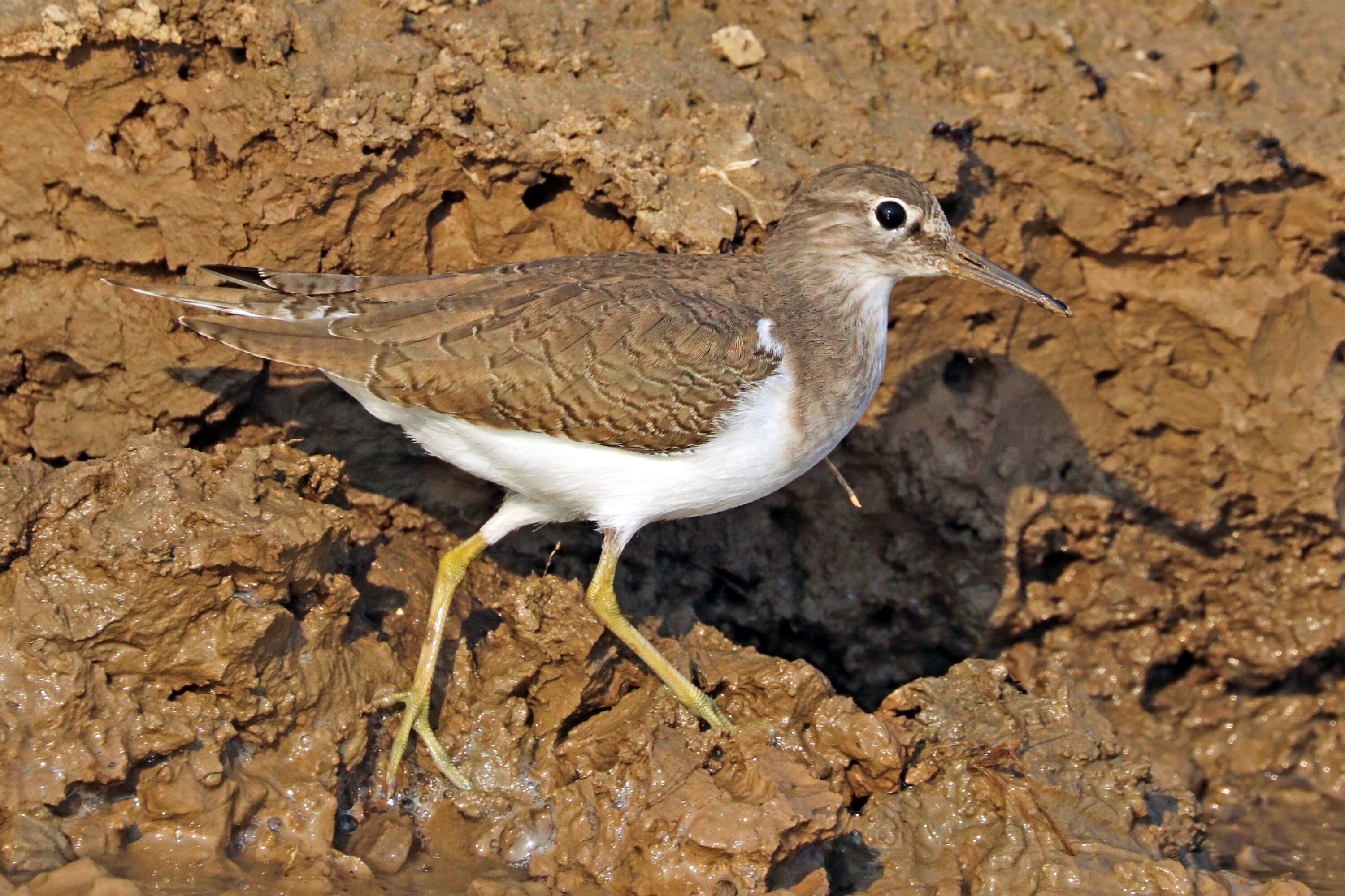 Common sandpiper walking on a muddy riverbank in Uttar Pradesh, India