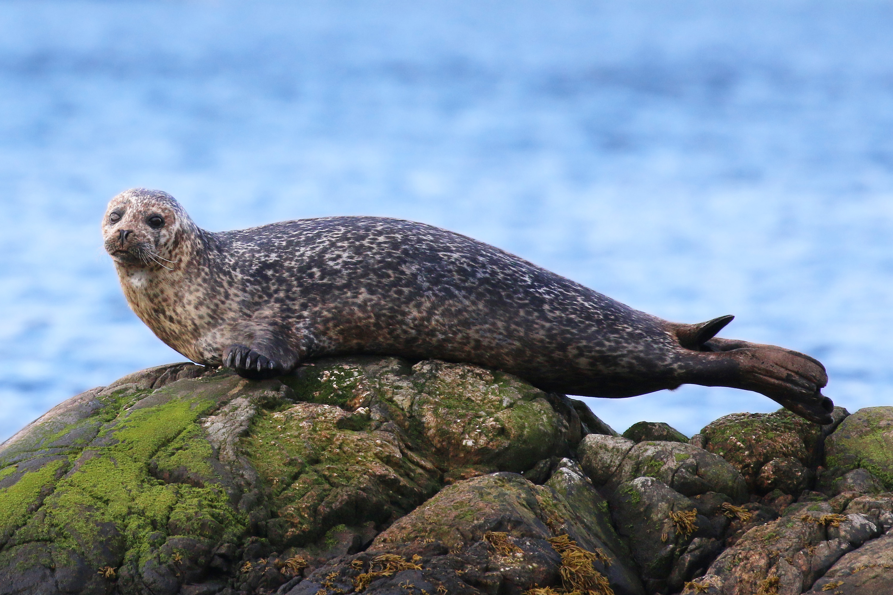 Harbour seal resting on coastal rocks in Argyll, Scotland