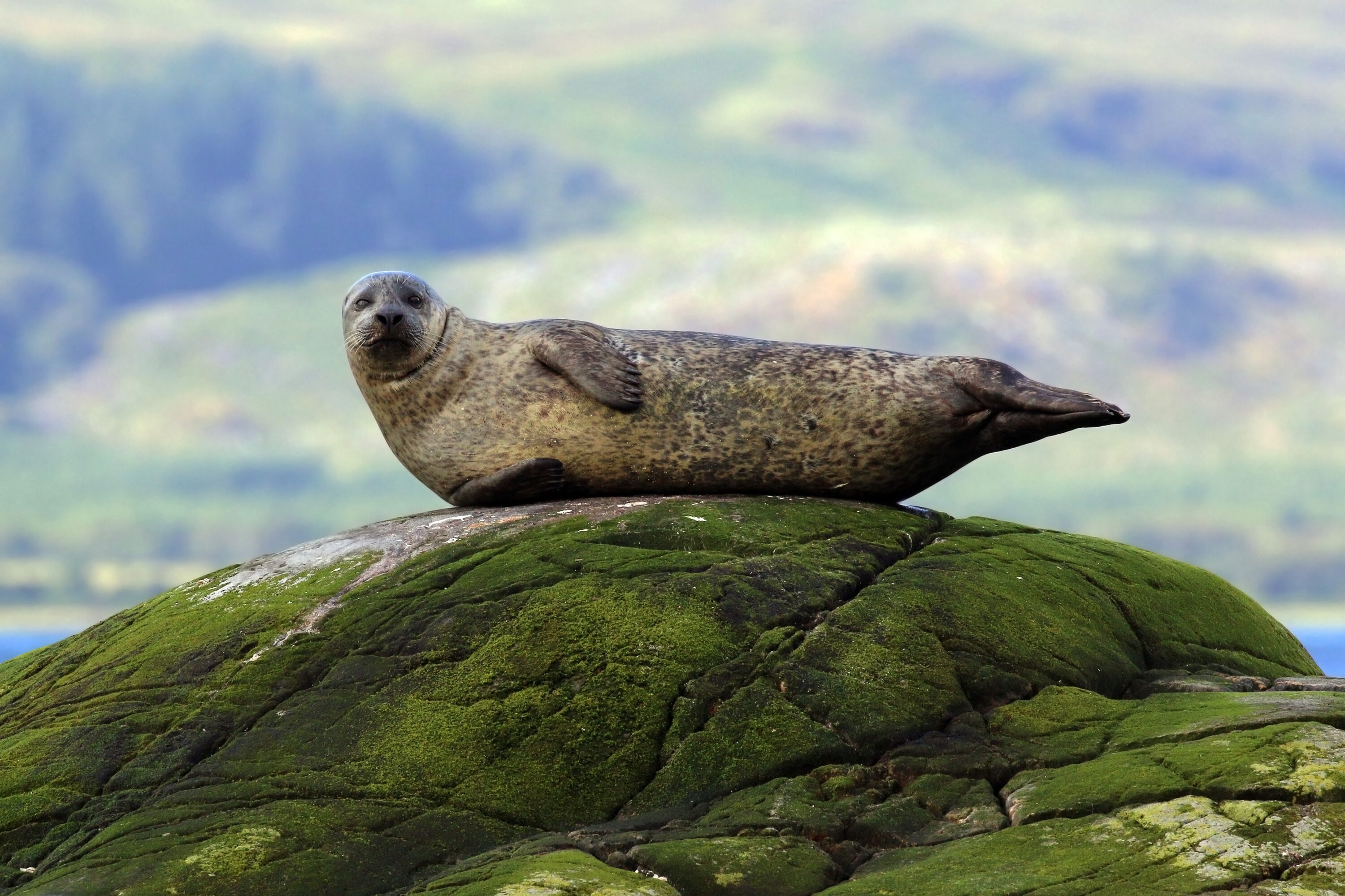 Harbour seal looking toward the camera off Lismore, Scotland