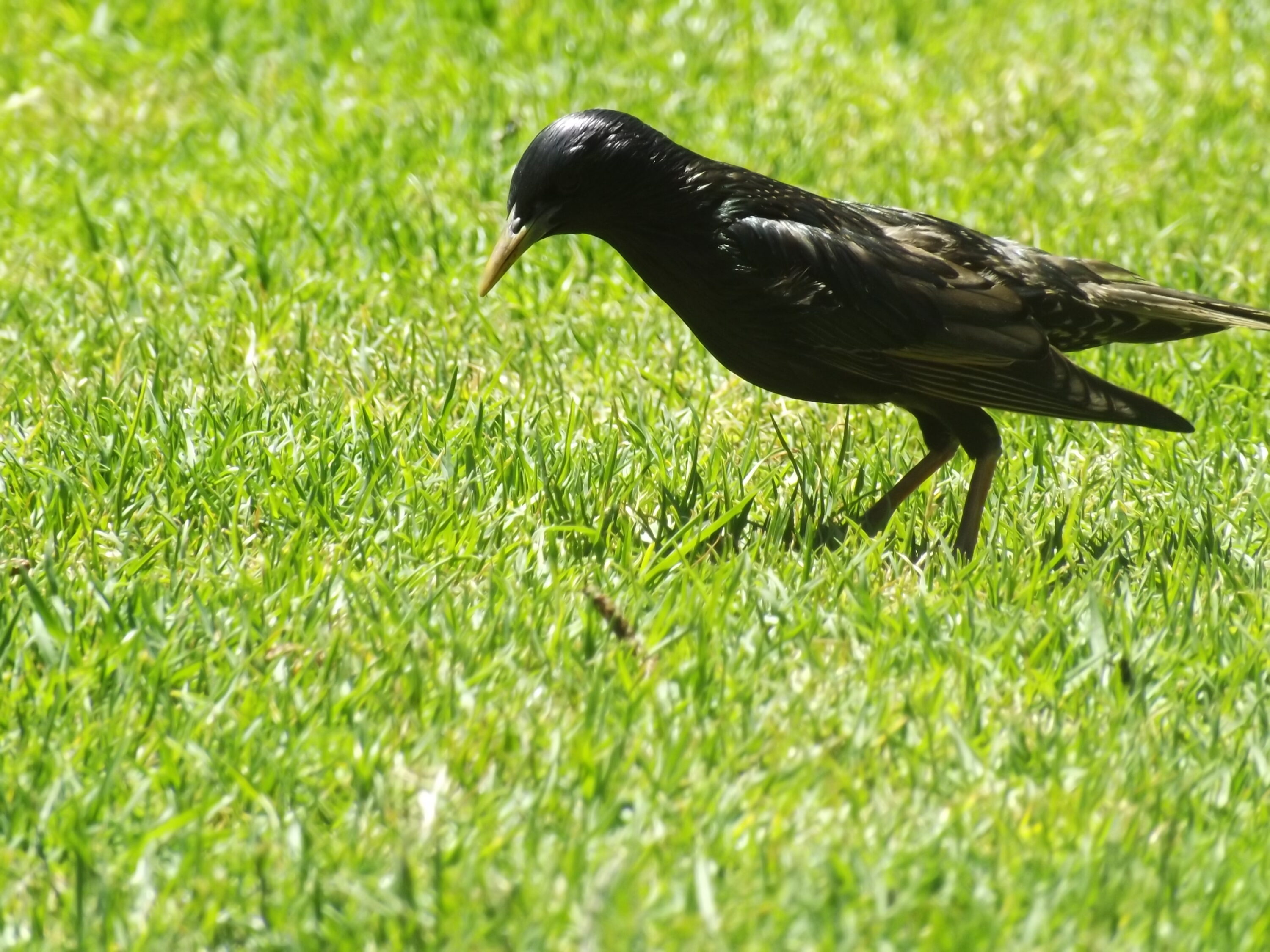Common starling foraging on grass in Melbourne, Australia