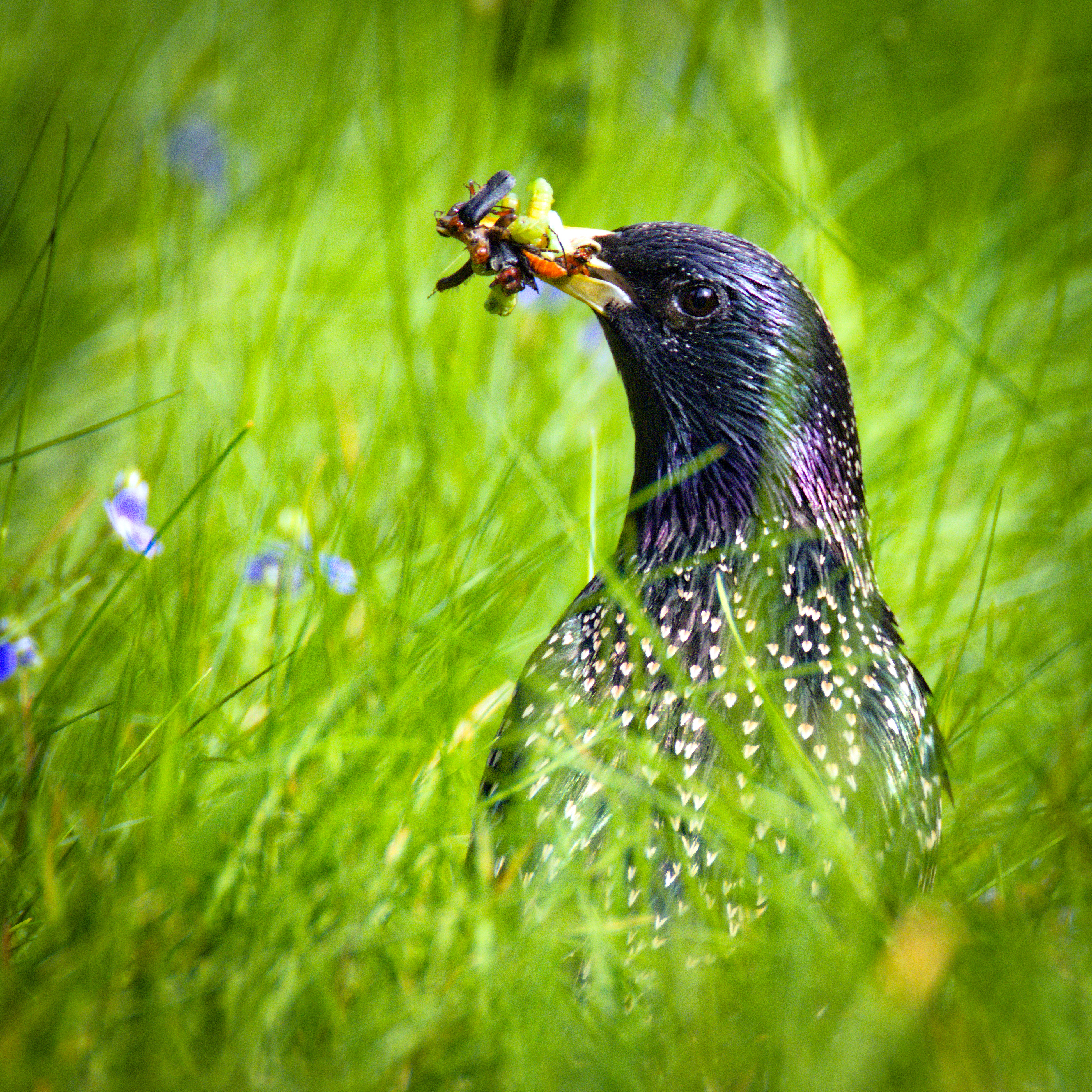 Common starling (Sturnus vulgaris) holding prey in its bill