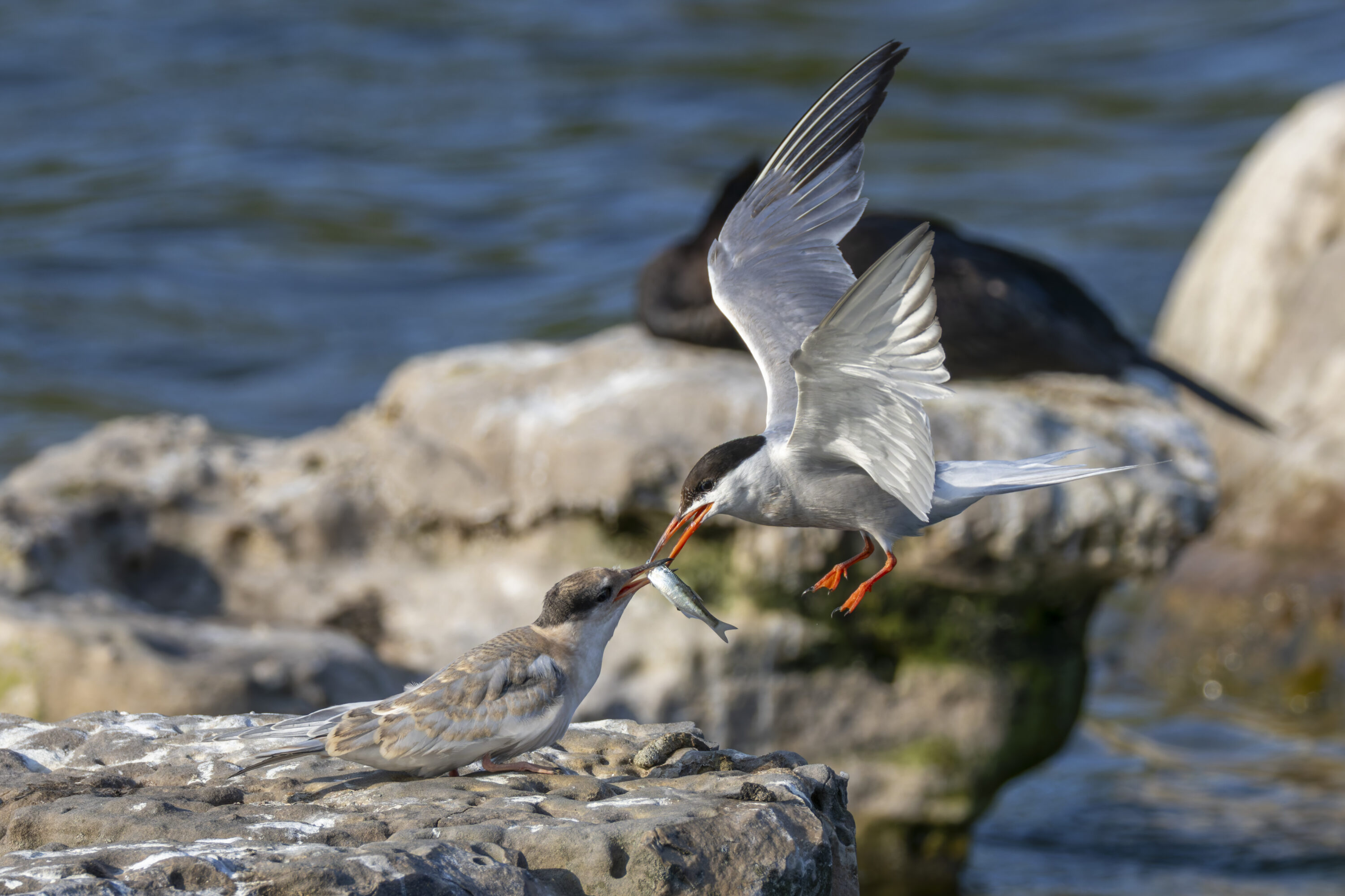 Adult common tern feeding a fish to a juvenile