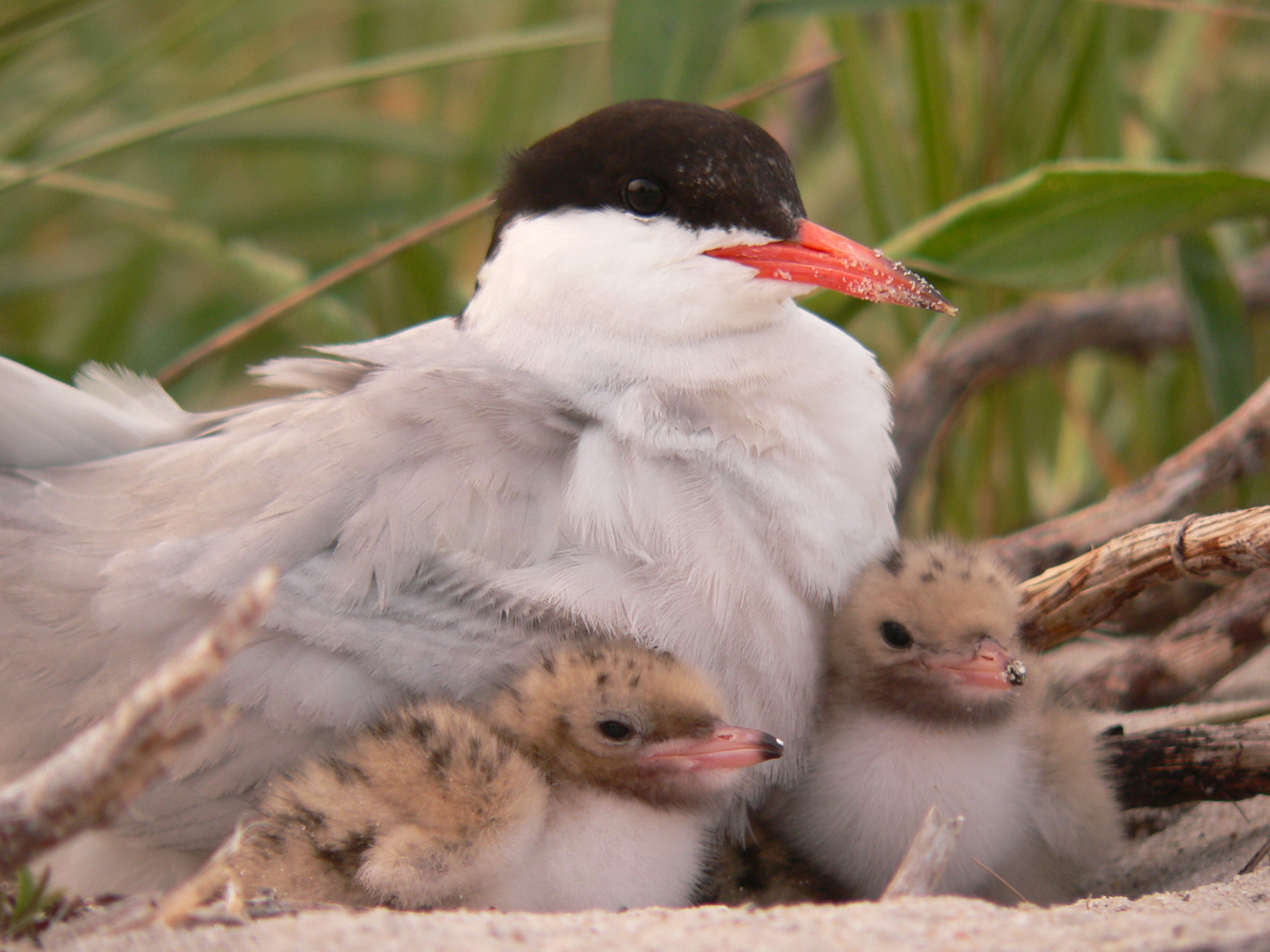 Adult common tern with two chicks