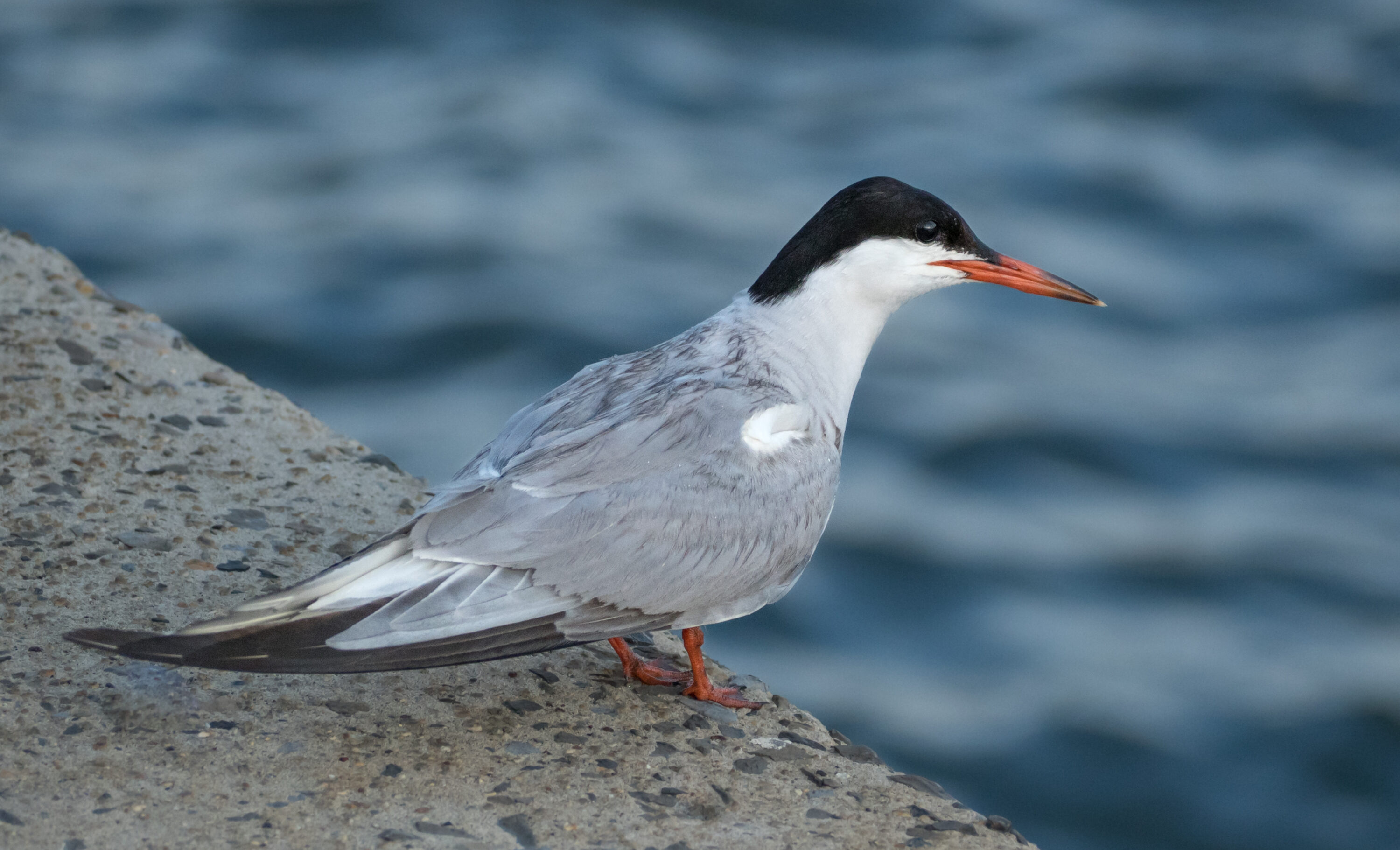 Wild common tern standing beside water