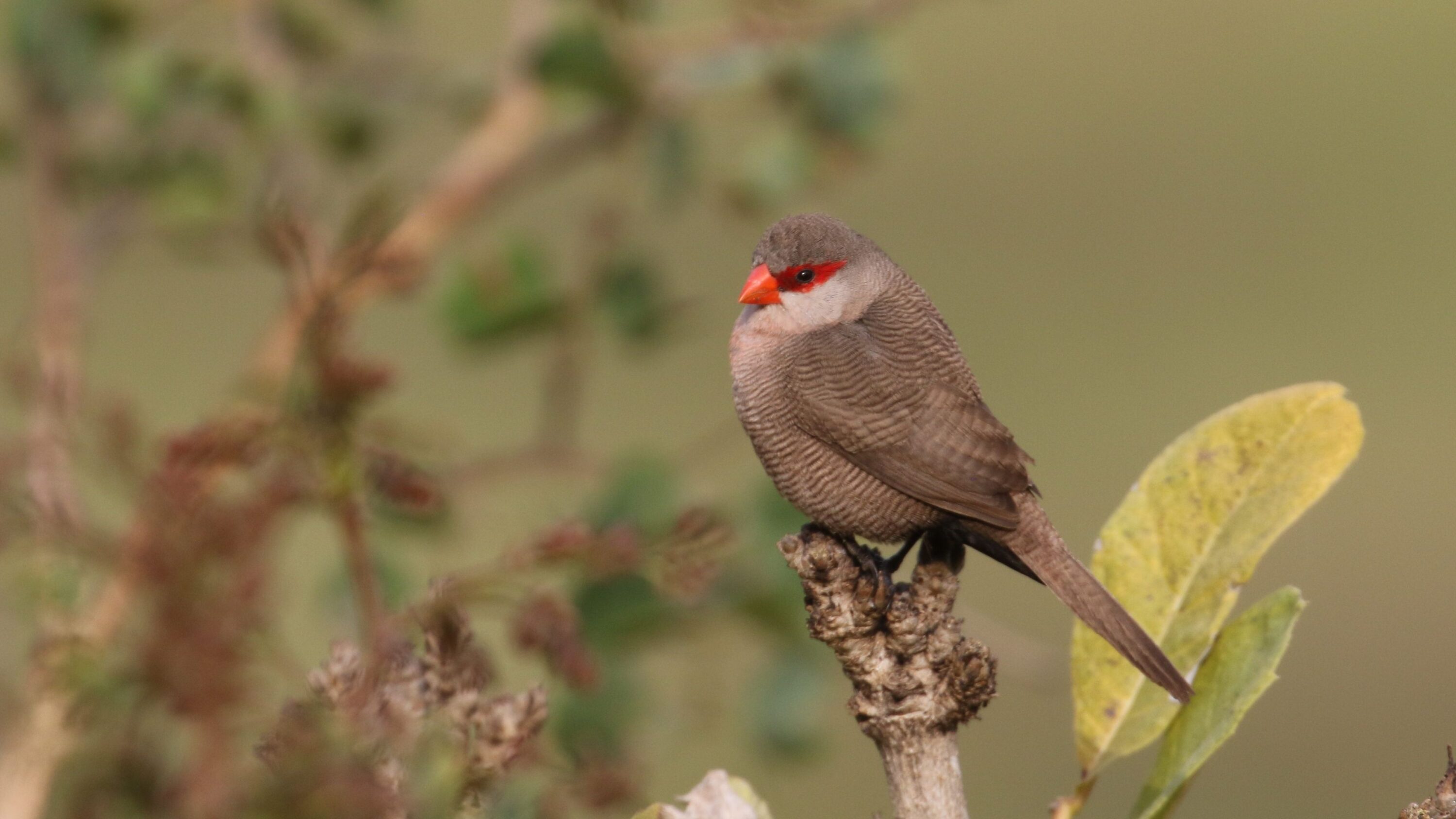 Common waxbill perched on a branch at Ngwenya Lodge, South Africa