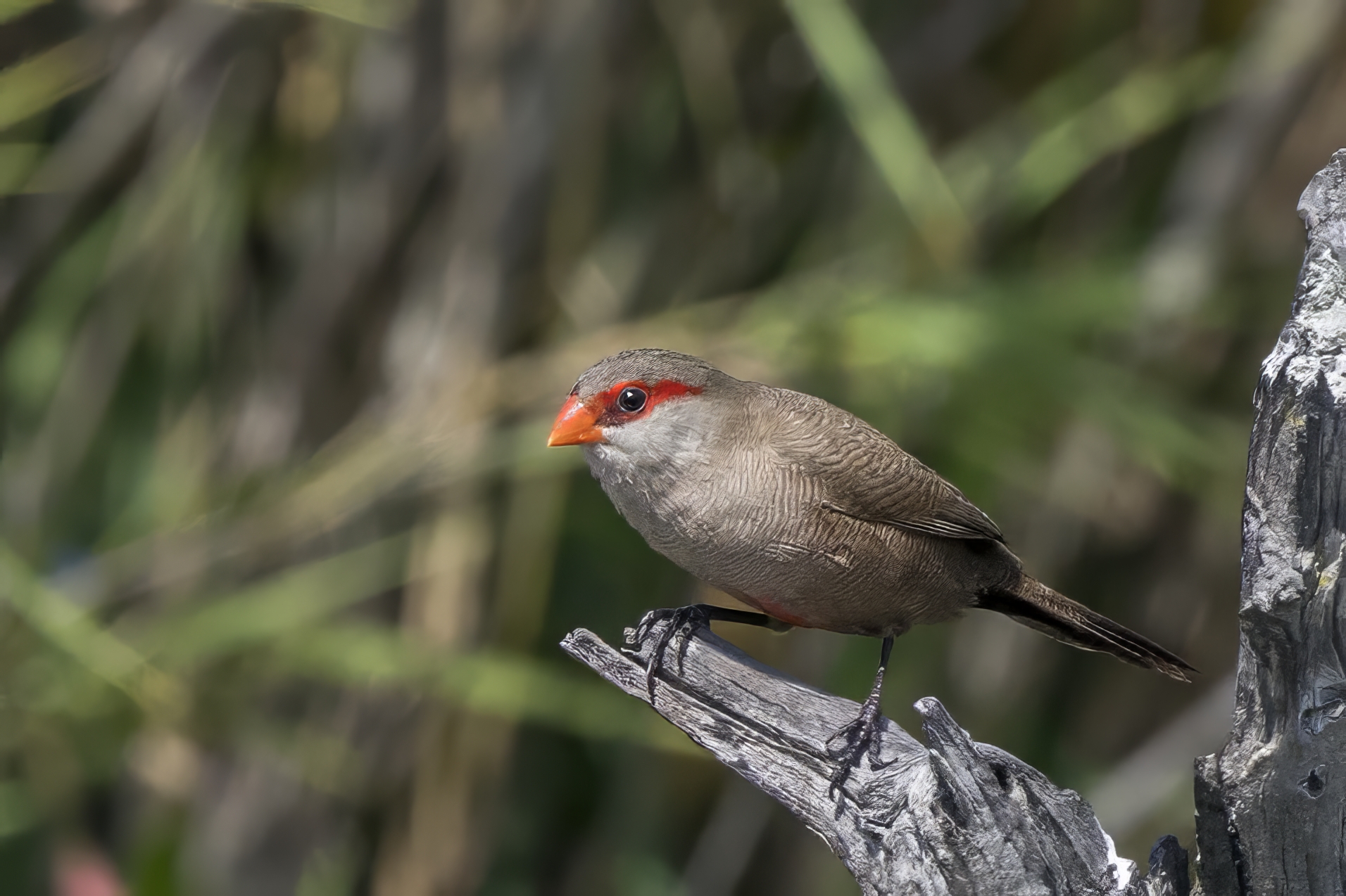 Common waxbill perched in Kruger National Park, South Africa