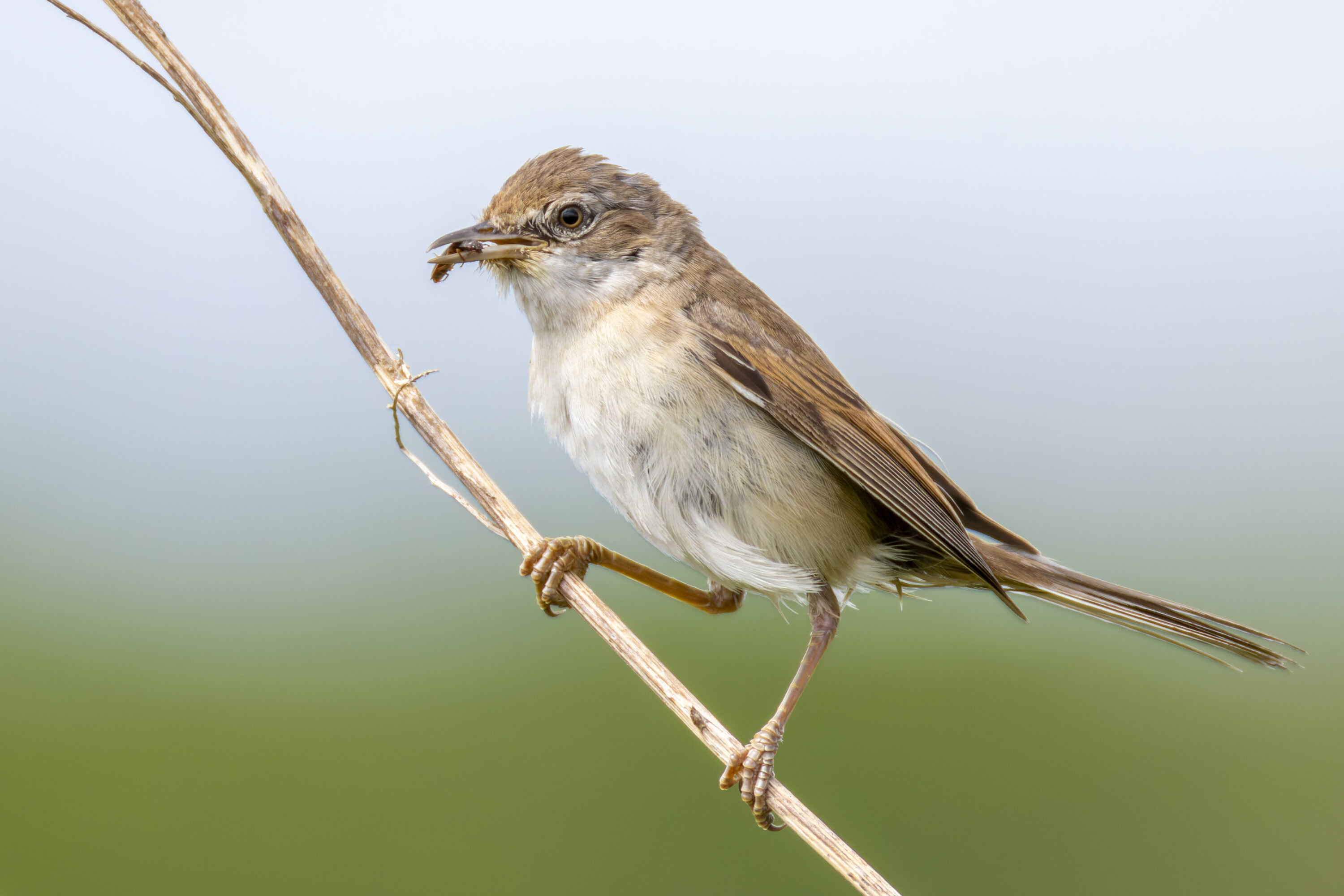 Common whitethroat perched with a beetle in its beak