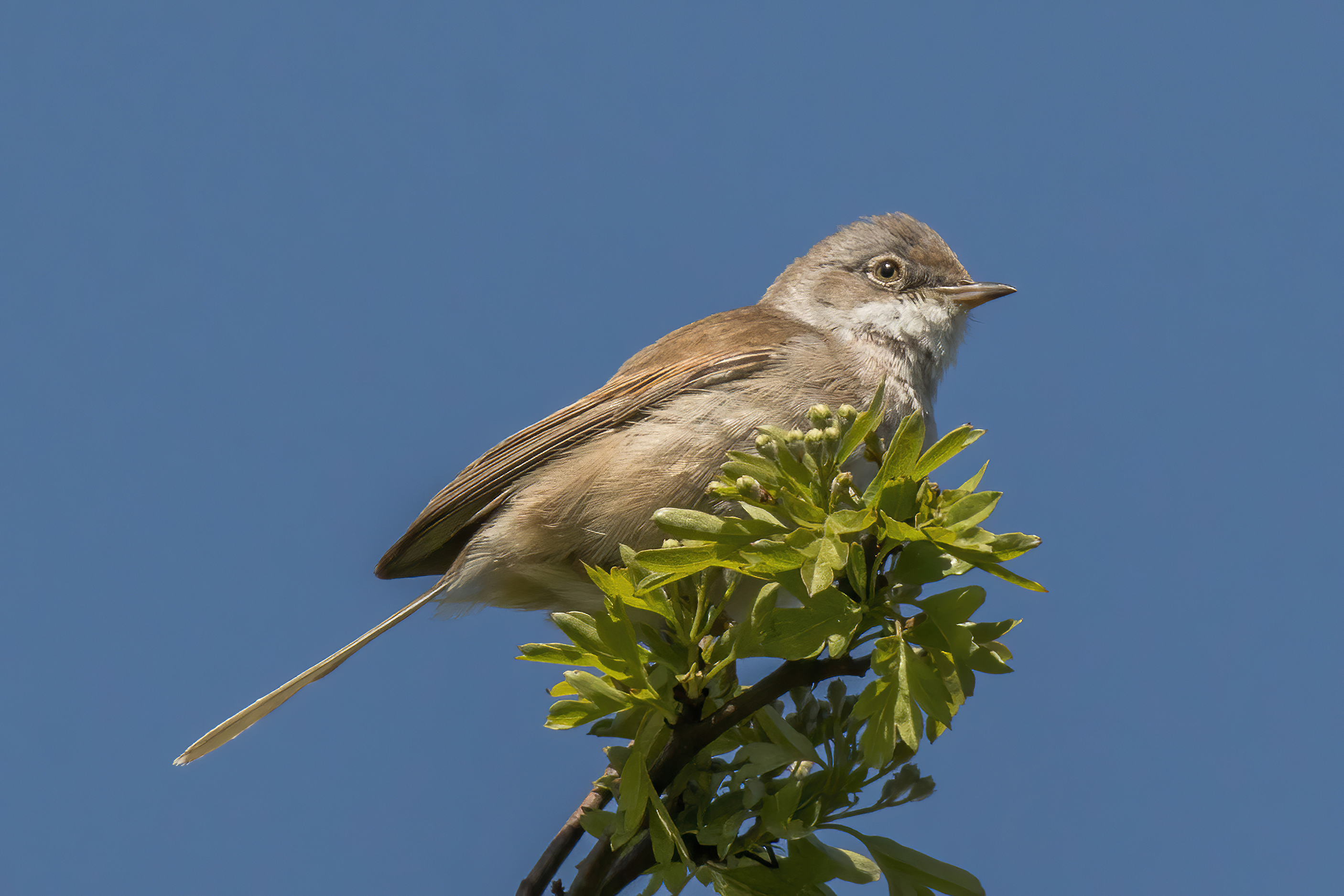 Female common whitethroat perched at Aston Upthorpe, Oxfordshire