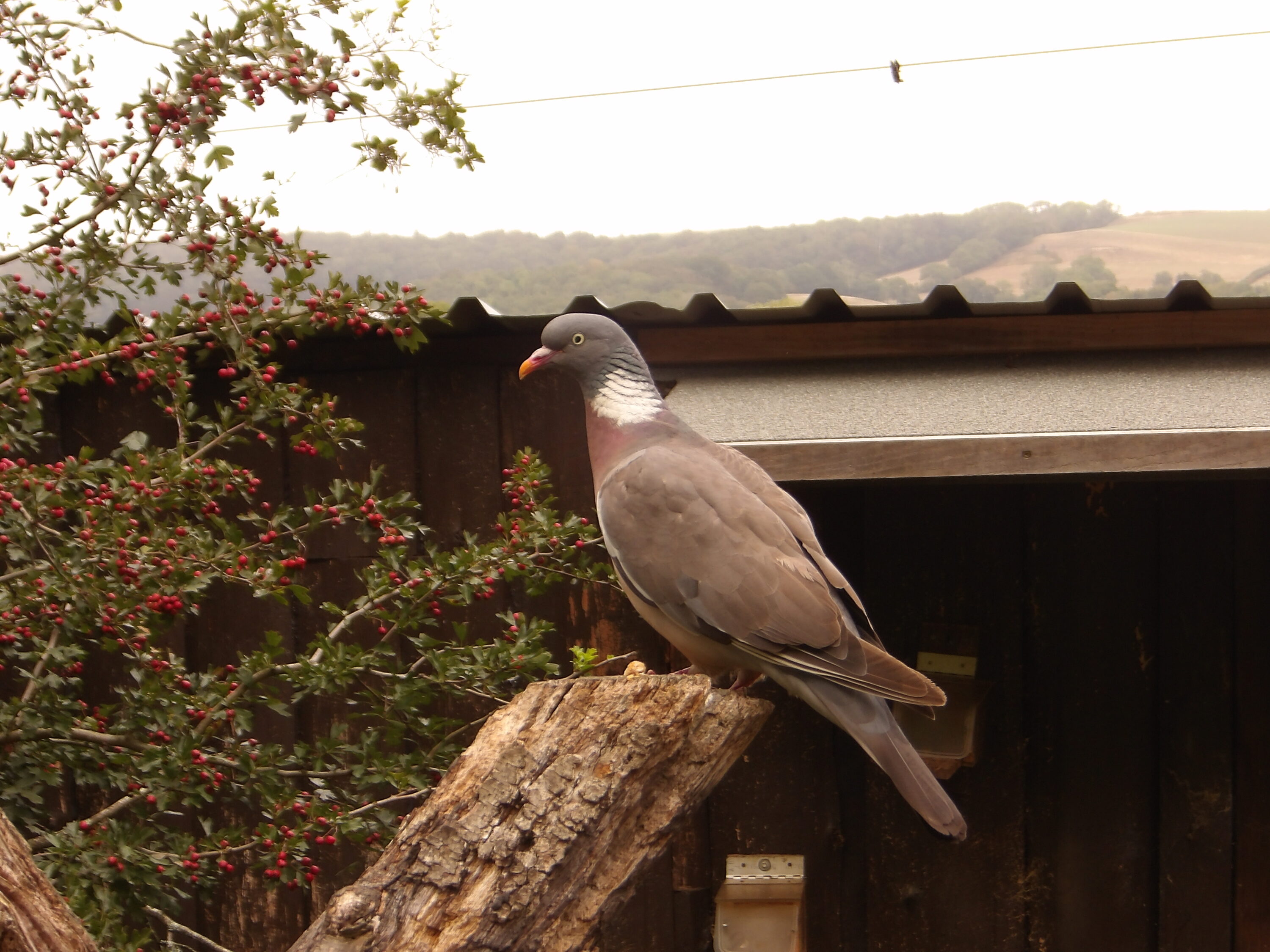 Common wood-pigeon perched beside Borthwood Lynch bird hide