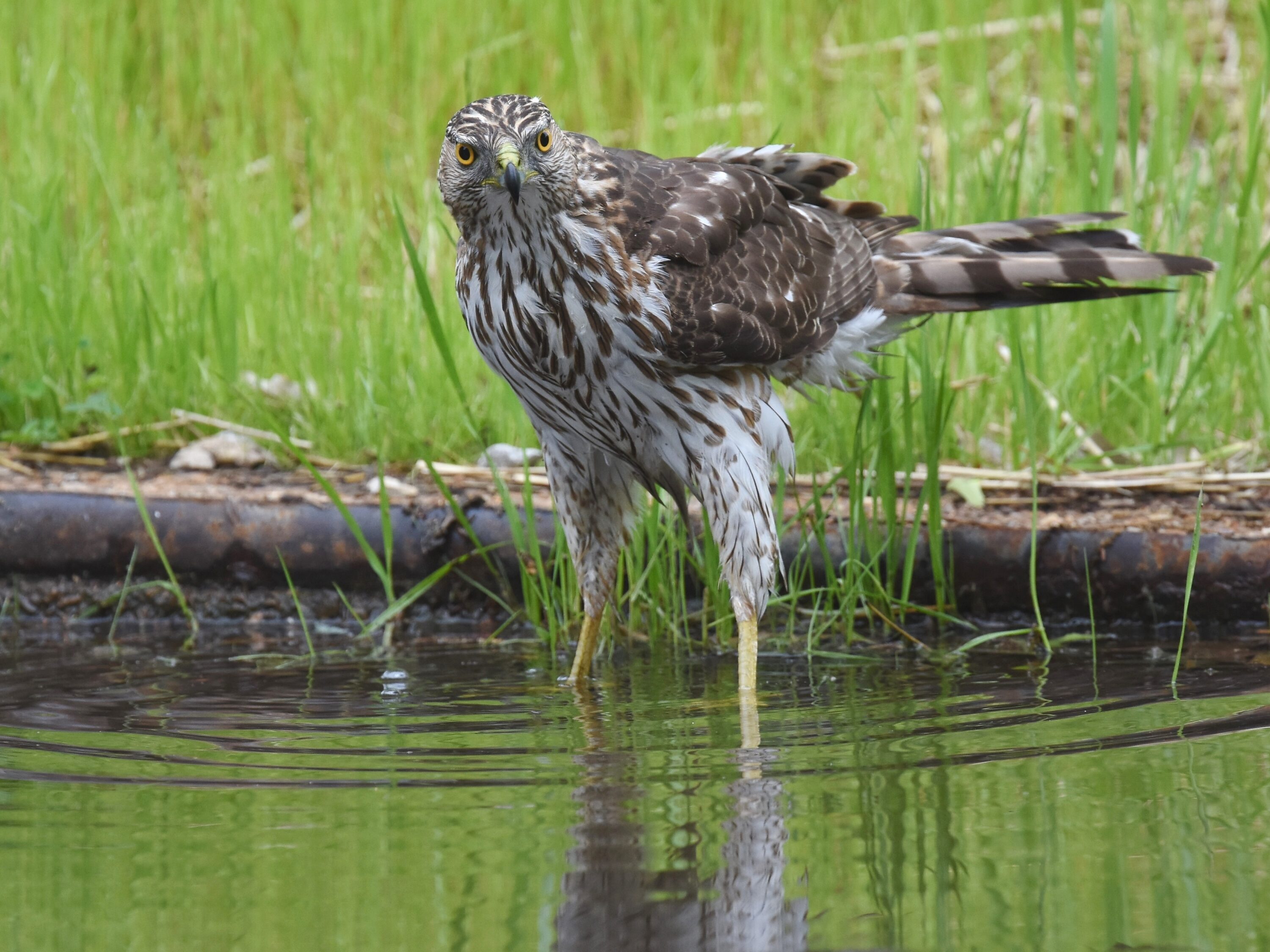 Wild Cooper's hawk bathing beside a city street