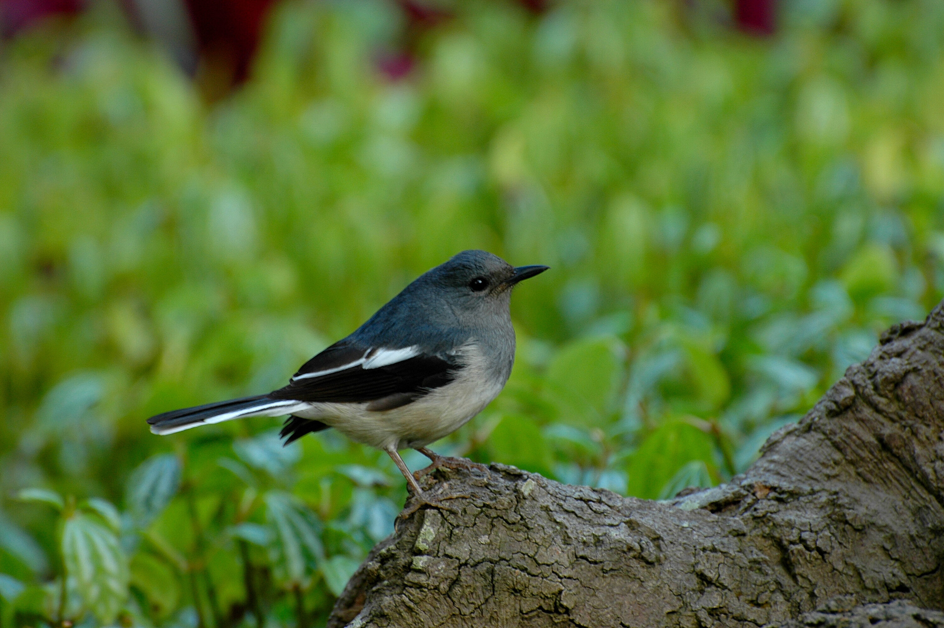 Female Oriental Magpie-Robin in Kowloon Park, Hong Kong