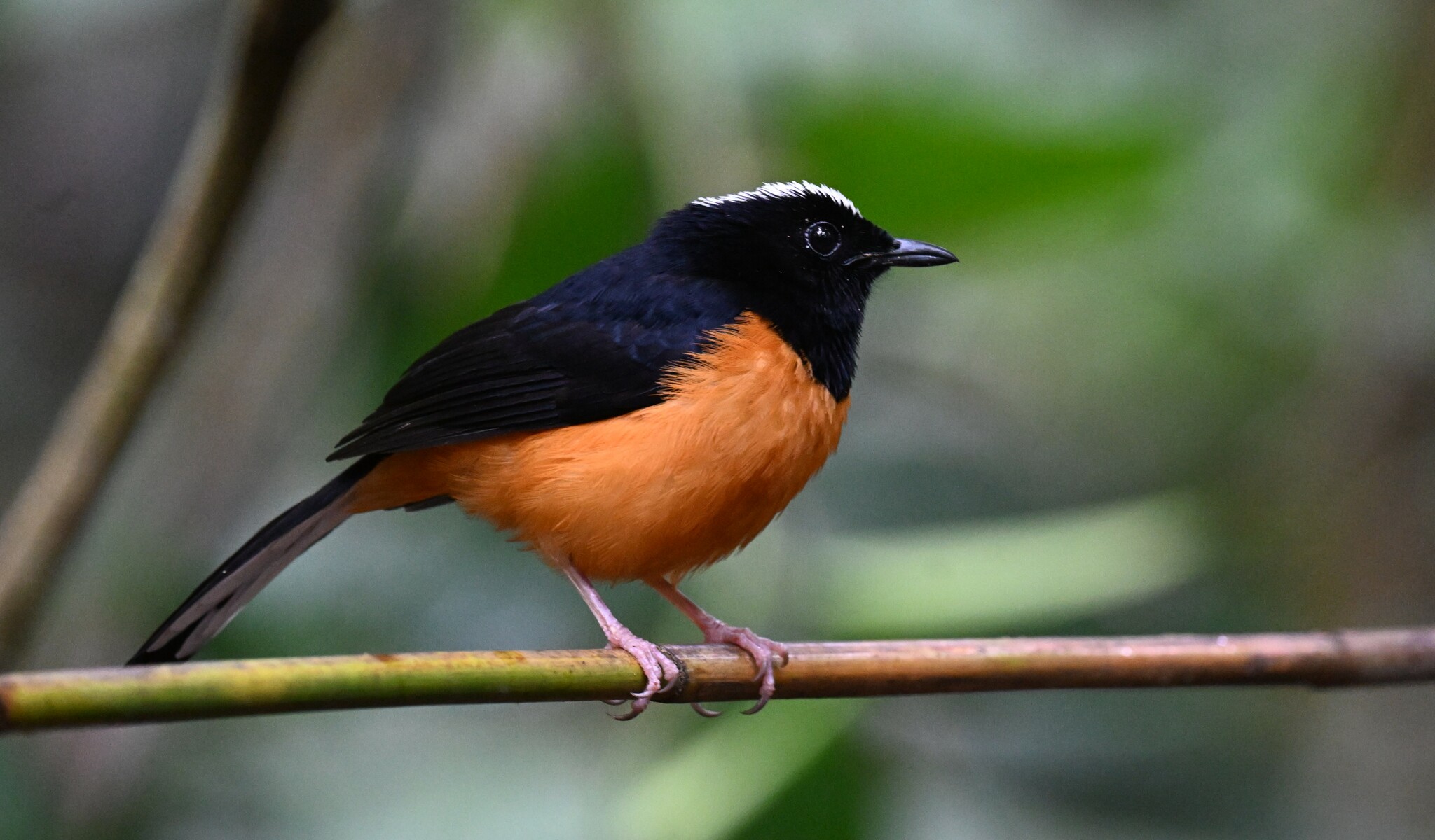 White-crowned Shama in Sabah, Malaysia