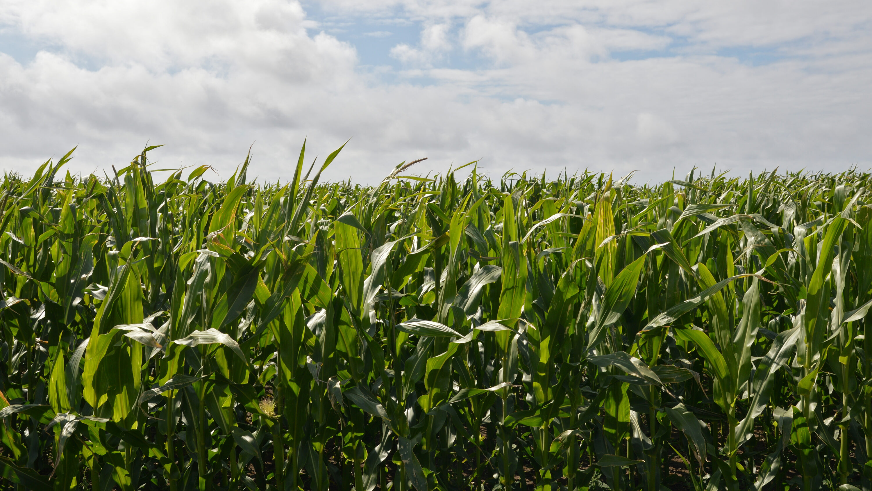 Dense maize field in Hå, Norway