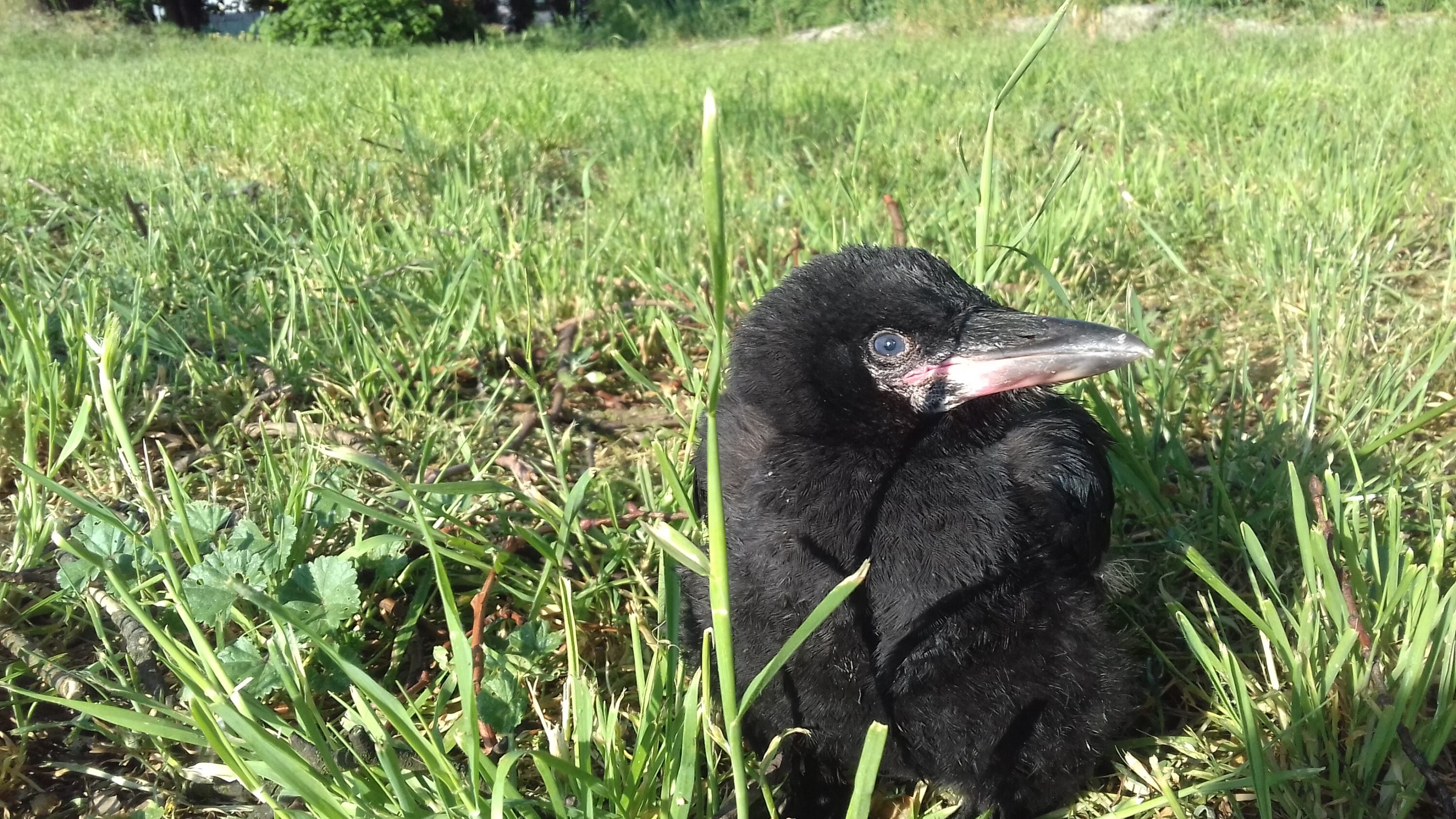 Rook nestling