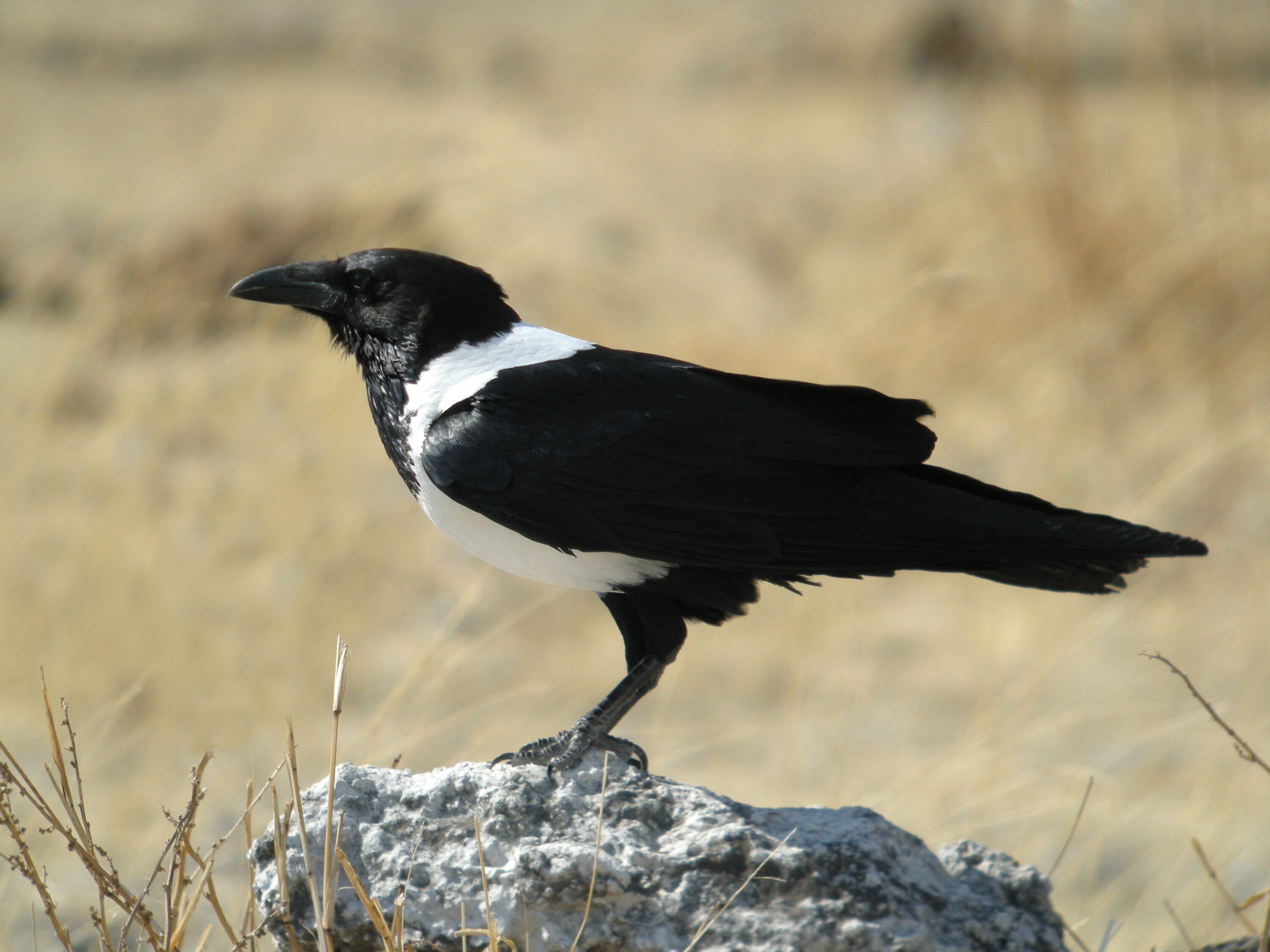 Wild pied crow in Etosha National Park, Namibia