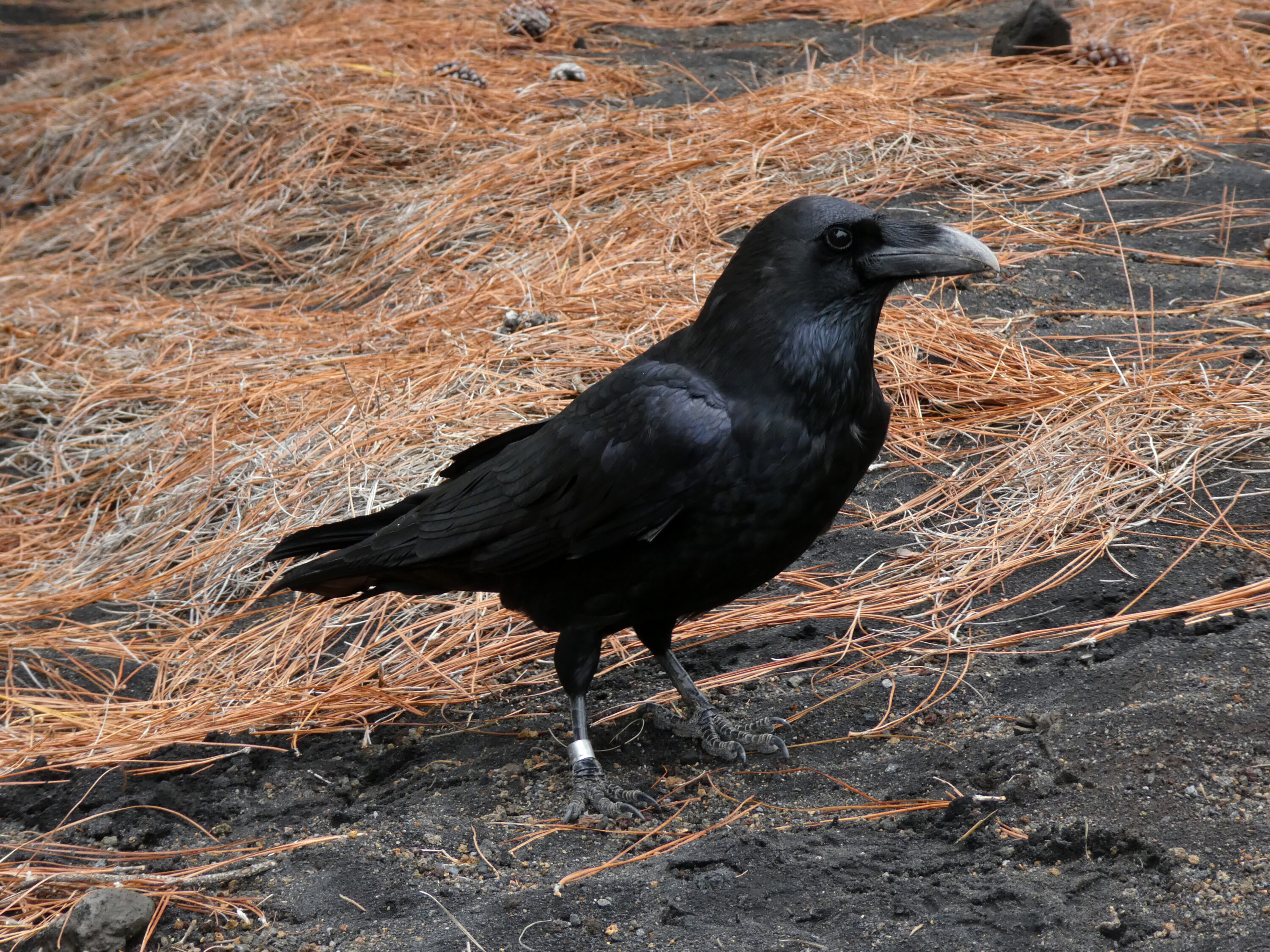 Common raven standing clearly in profile at Cumbre Vieja, La Palma